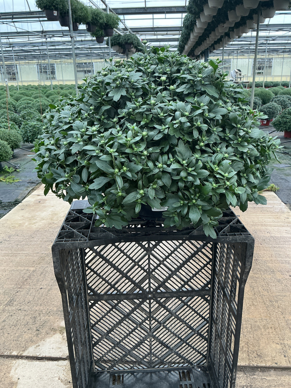 Five Alarm Red - 8"x5" Potted Garden Mum