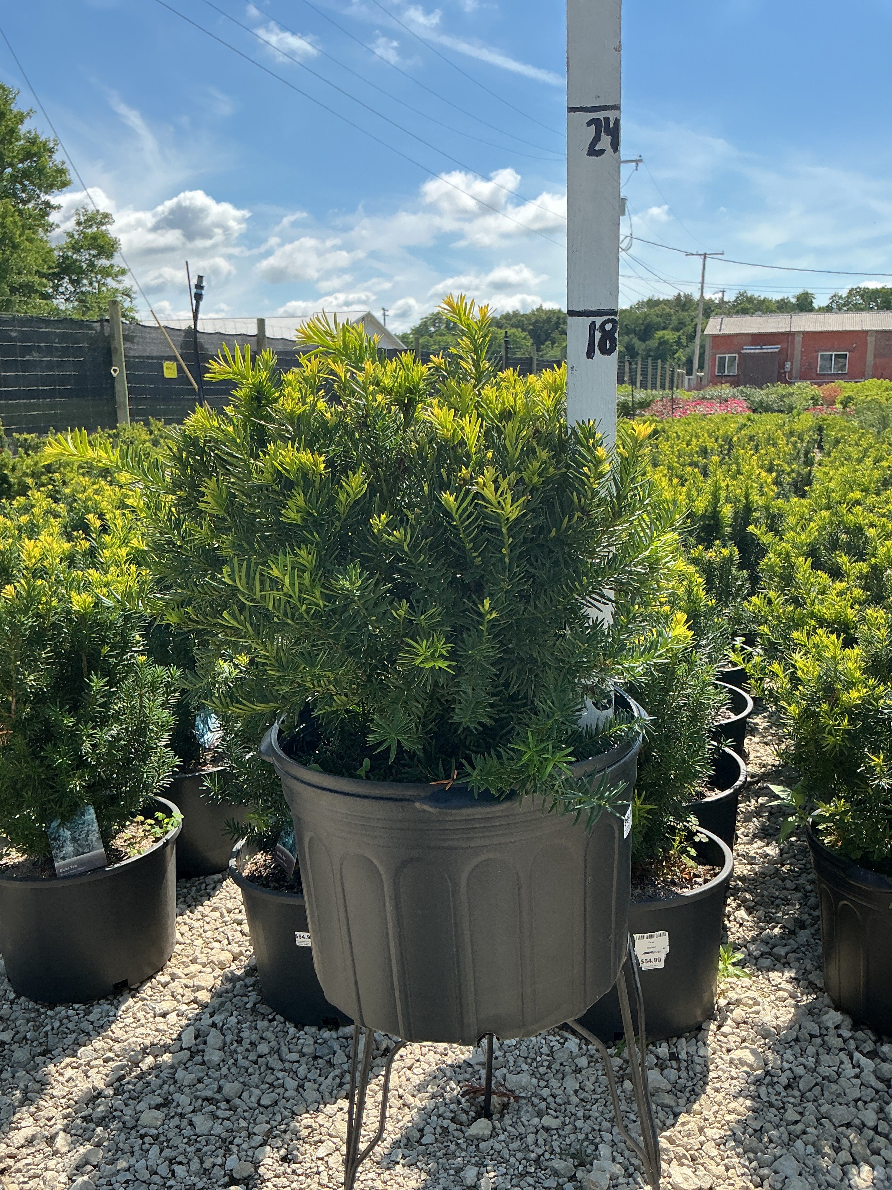 Taxus Densiformis