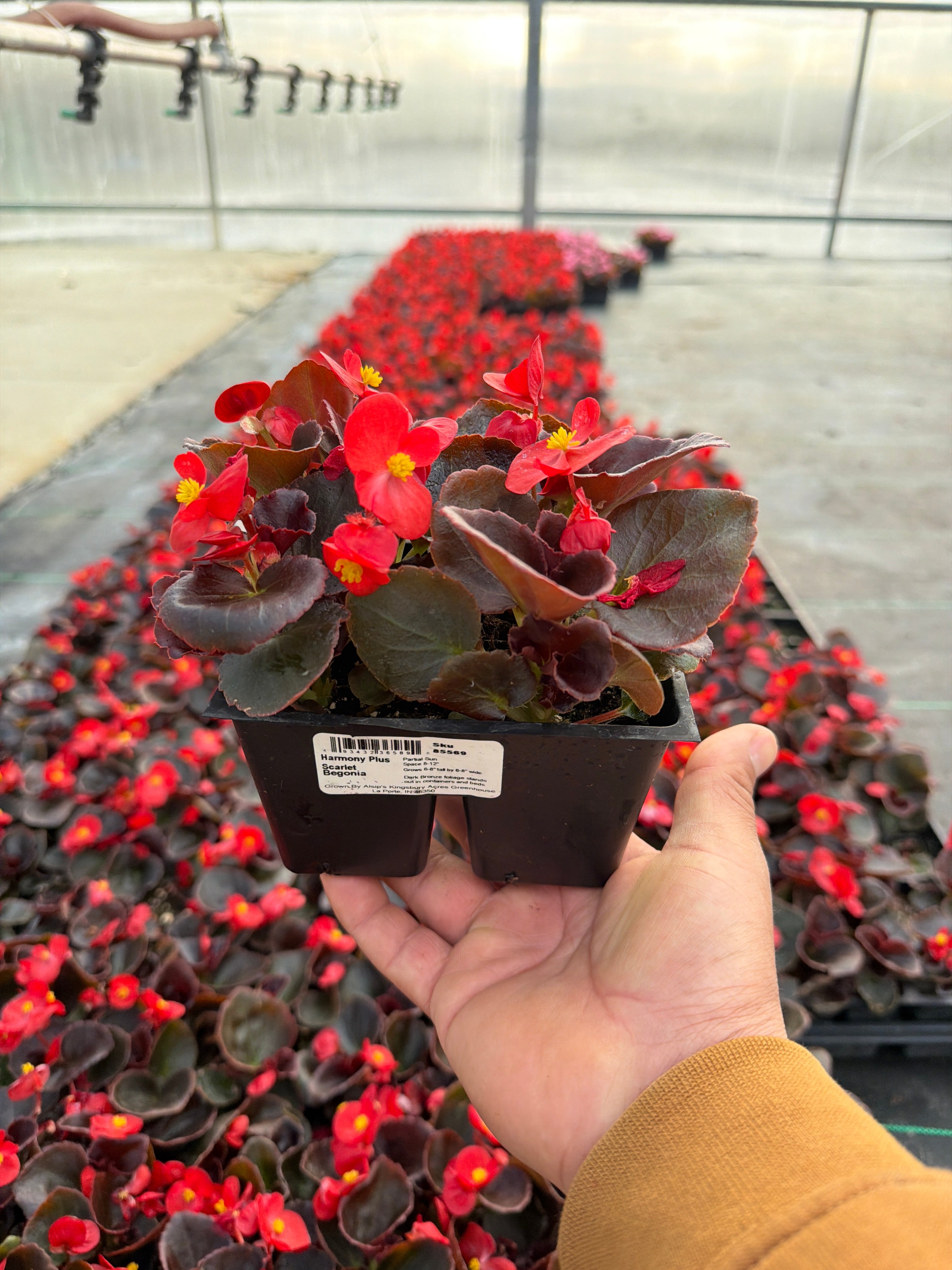 Begonia Harmony Scarlet - 4 Pack Annual