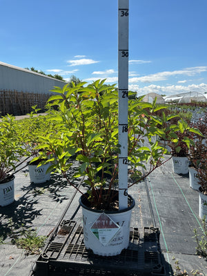 Arctic Fire Dogwood, Cornus stolonifera