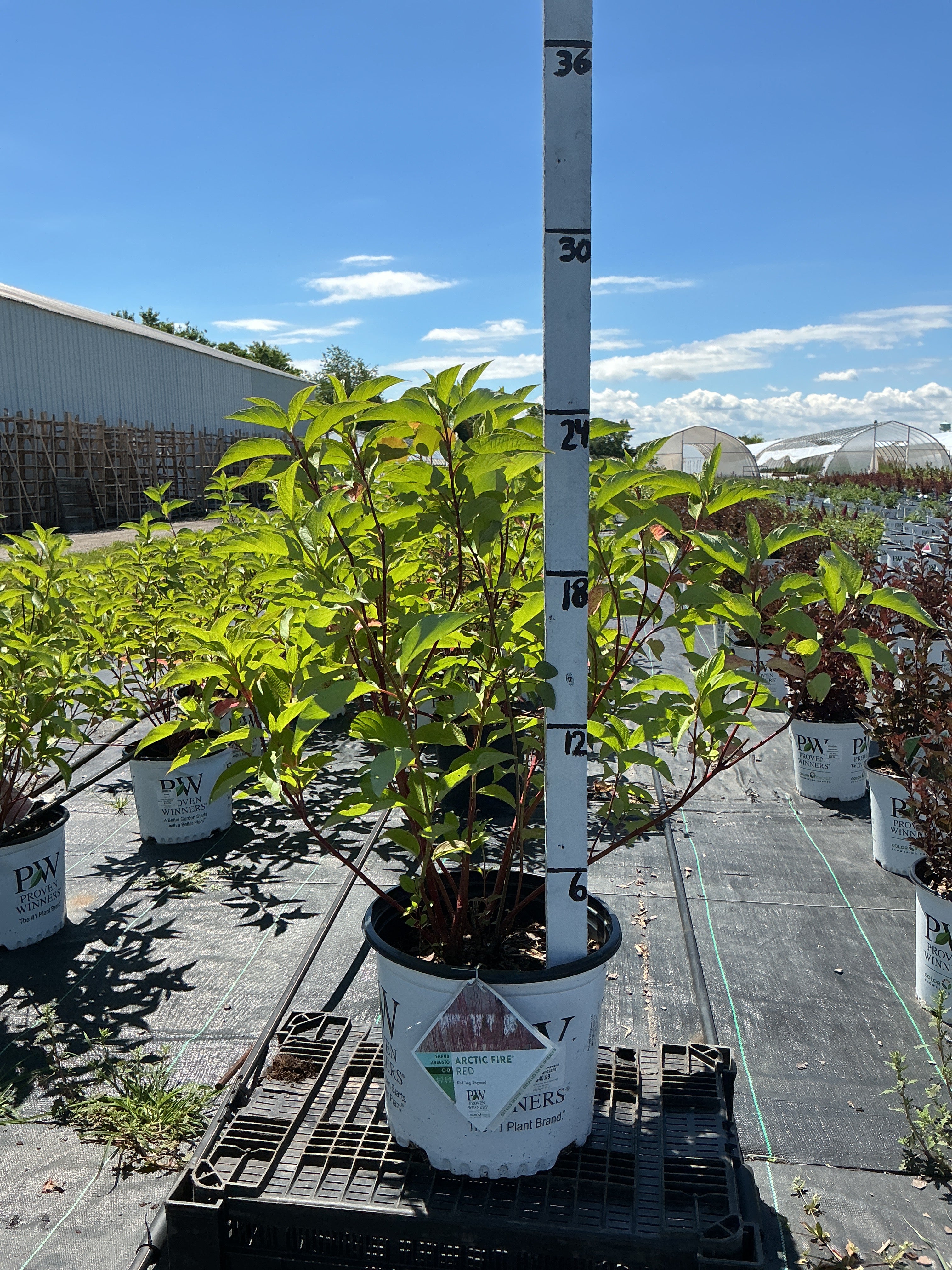 Arctic Fire Dogwood, Cornus stolonifera