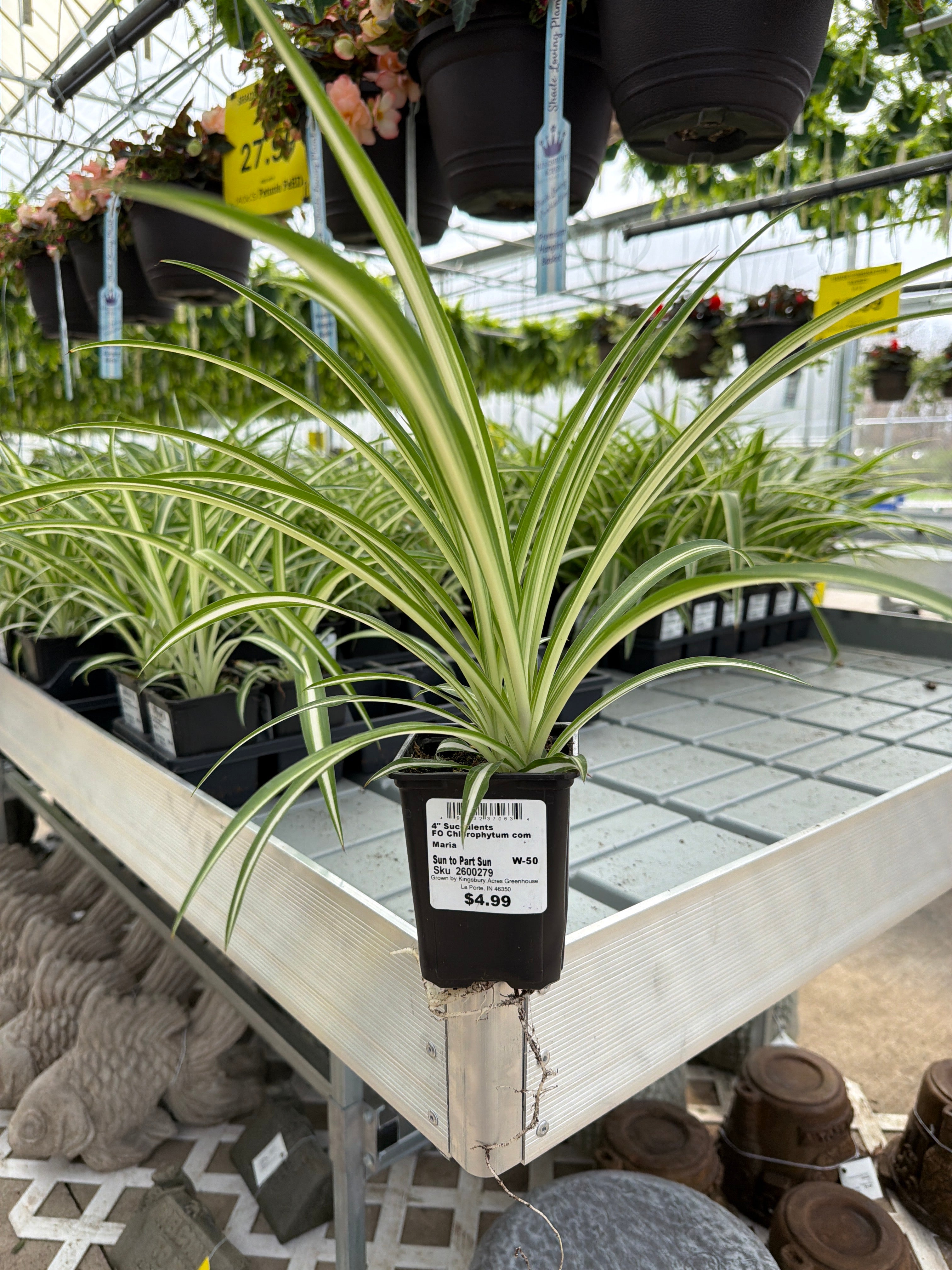 FO Chlorophytum com Maria