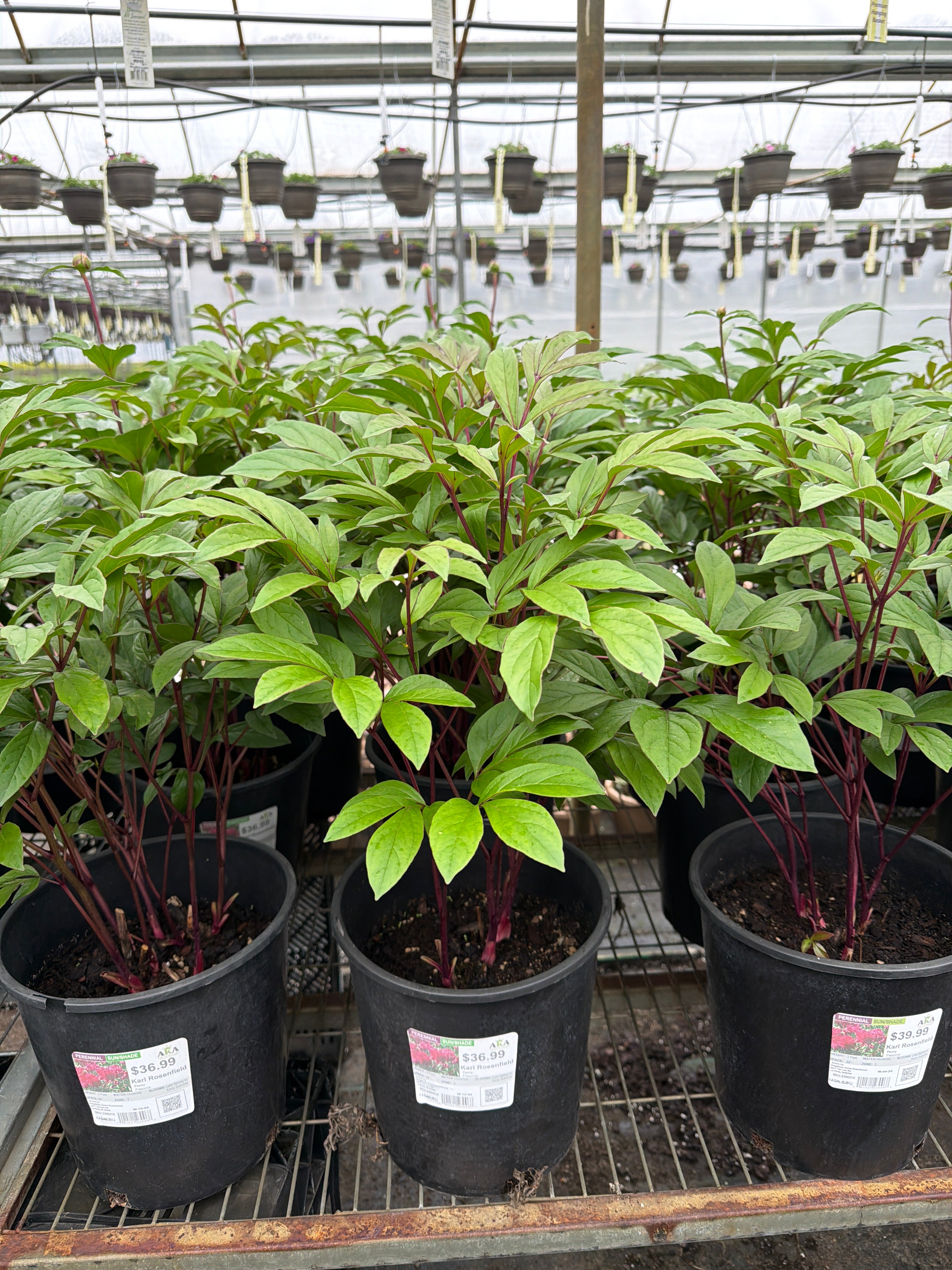 Paeonia Peony Karl Rosenfield