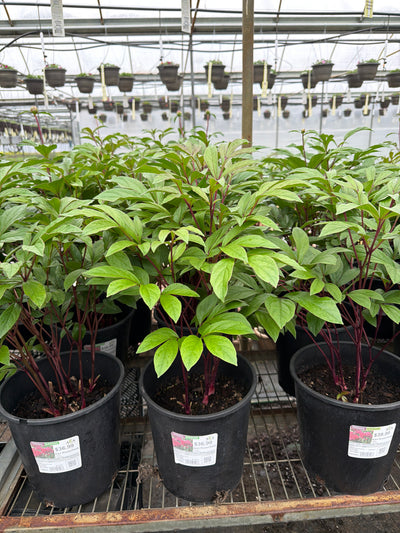 Paeonia Peony Karl Rosenfield