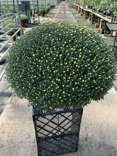 Jacqueline Tricolor (Mix 2) - 12" Deco Pot Garden Mum