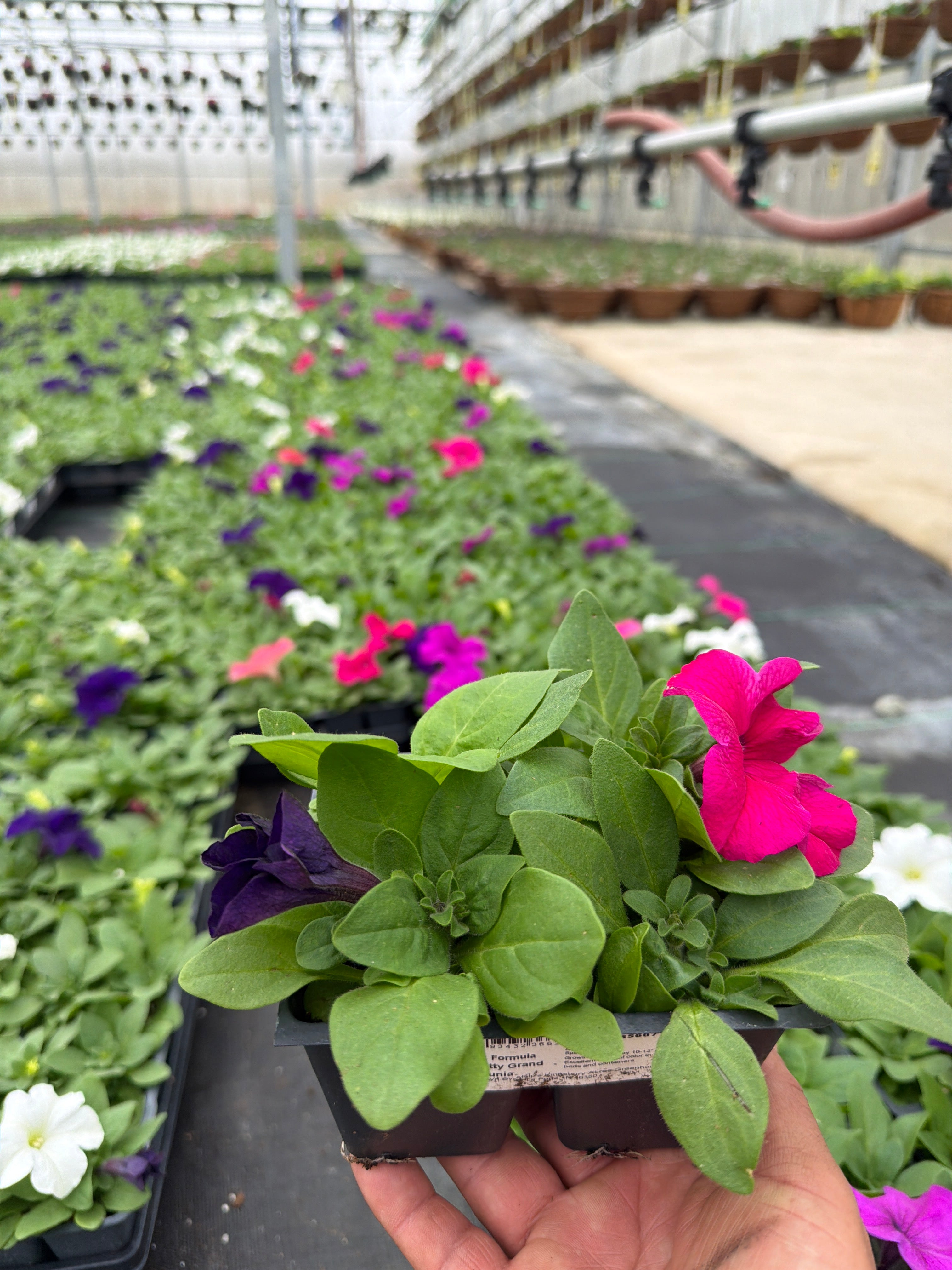 Petunia Pretty Grand Mix Formula - 4 Pack Annual