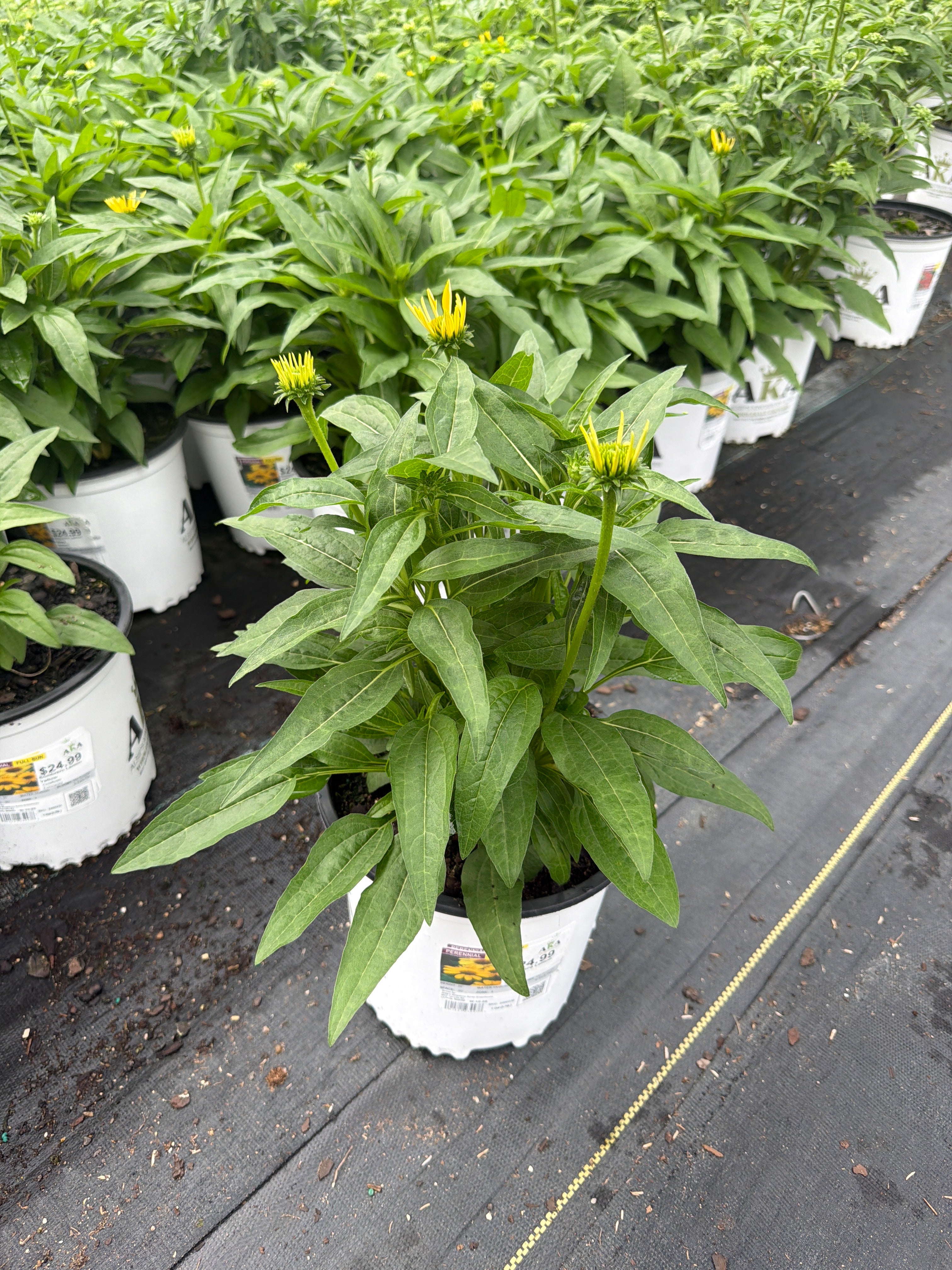Echinacea Coneflower Sombrero Lemon Yellow
