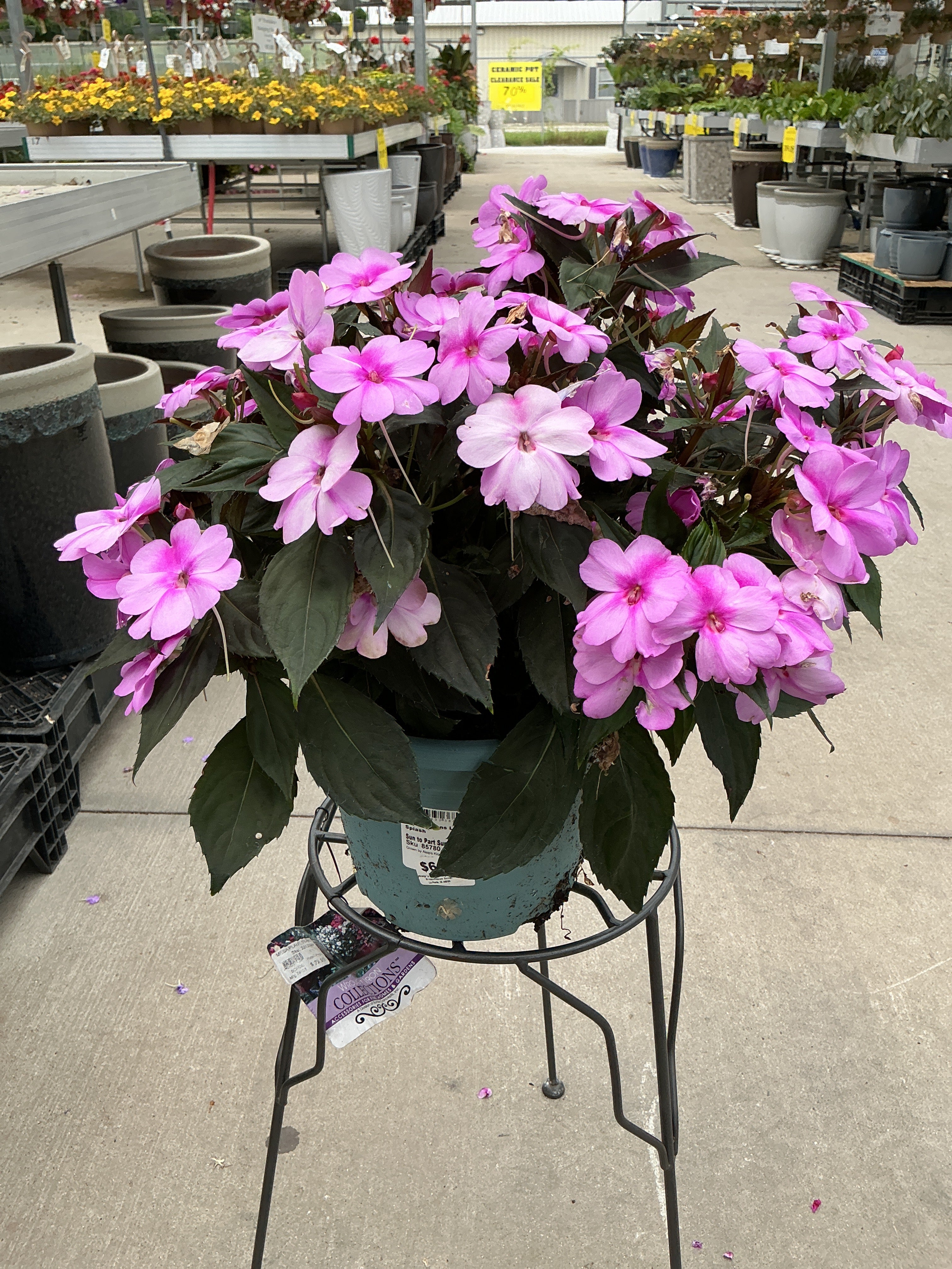 Sunpatiens Lavender Splash - 8" Planter