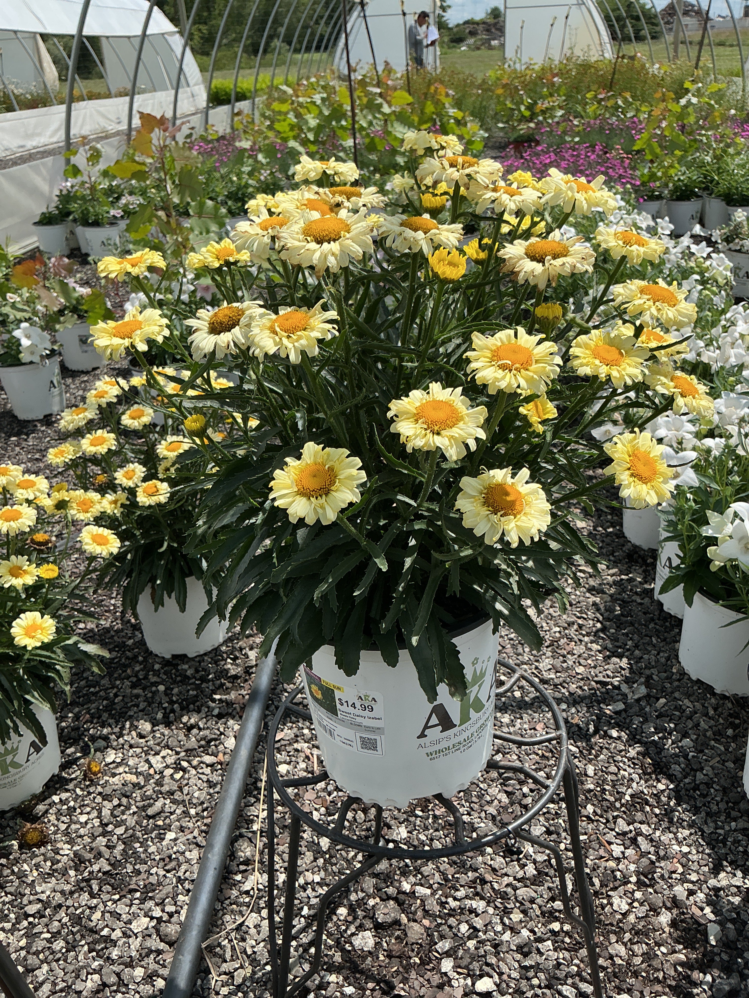 Leucanthemum Shasta Daisy Sweet Daisy Izabel