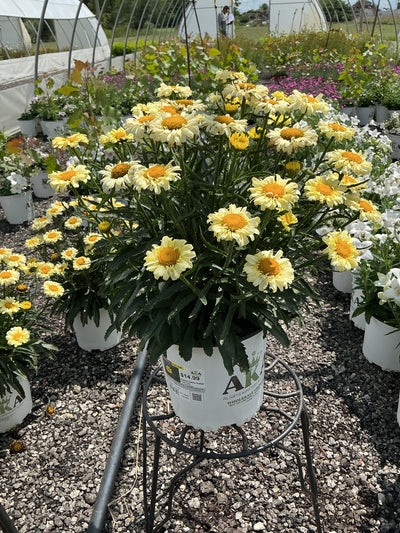 Leucanthemum Shasta Daisy Sweet Daisy Izabel