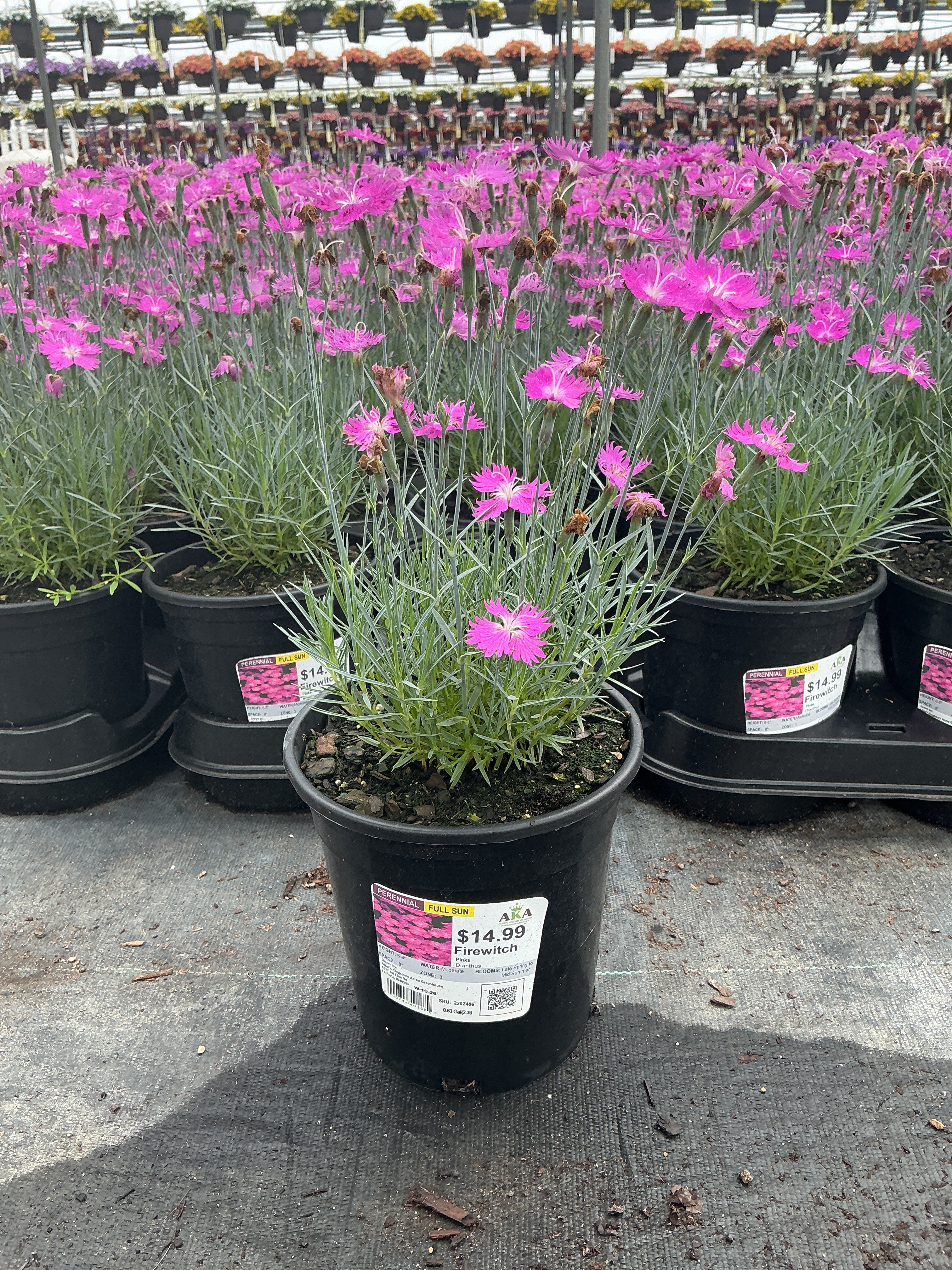 Dianthus Pinks Firewitch - 6" Perennial