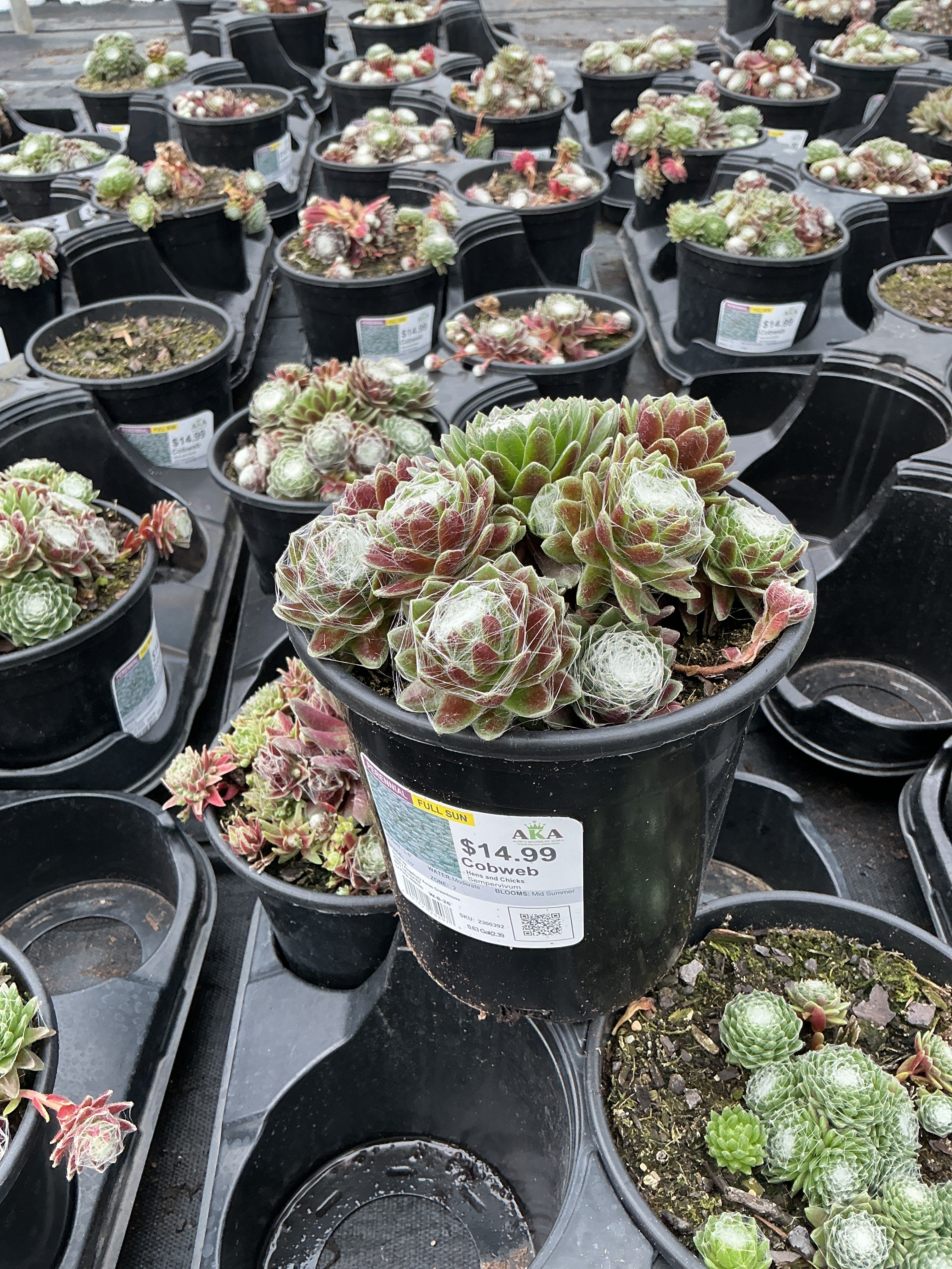 Sempervivum Hens and Chicks Cobweb - 6" Perennial