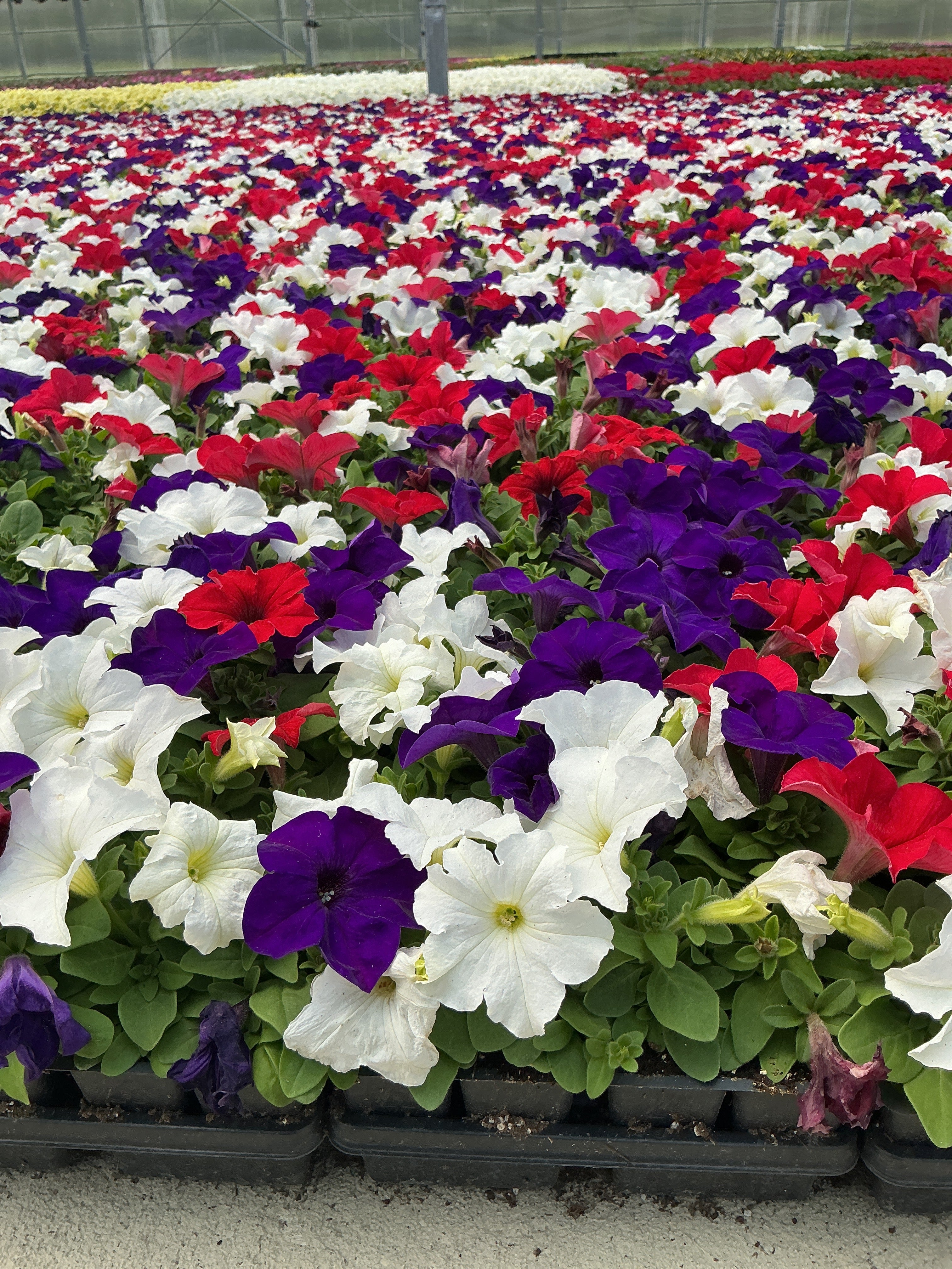 Petunia Pretty Grand Mix Flag - 4 Pack Annual