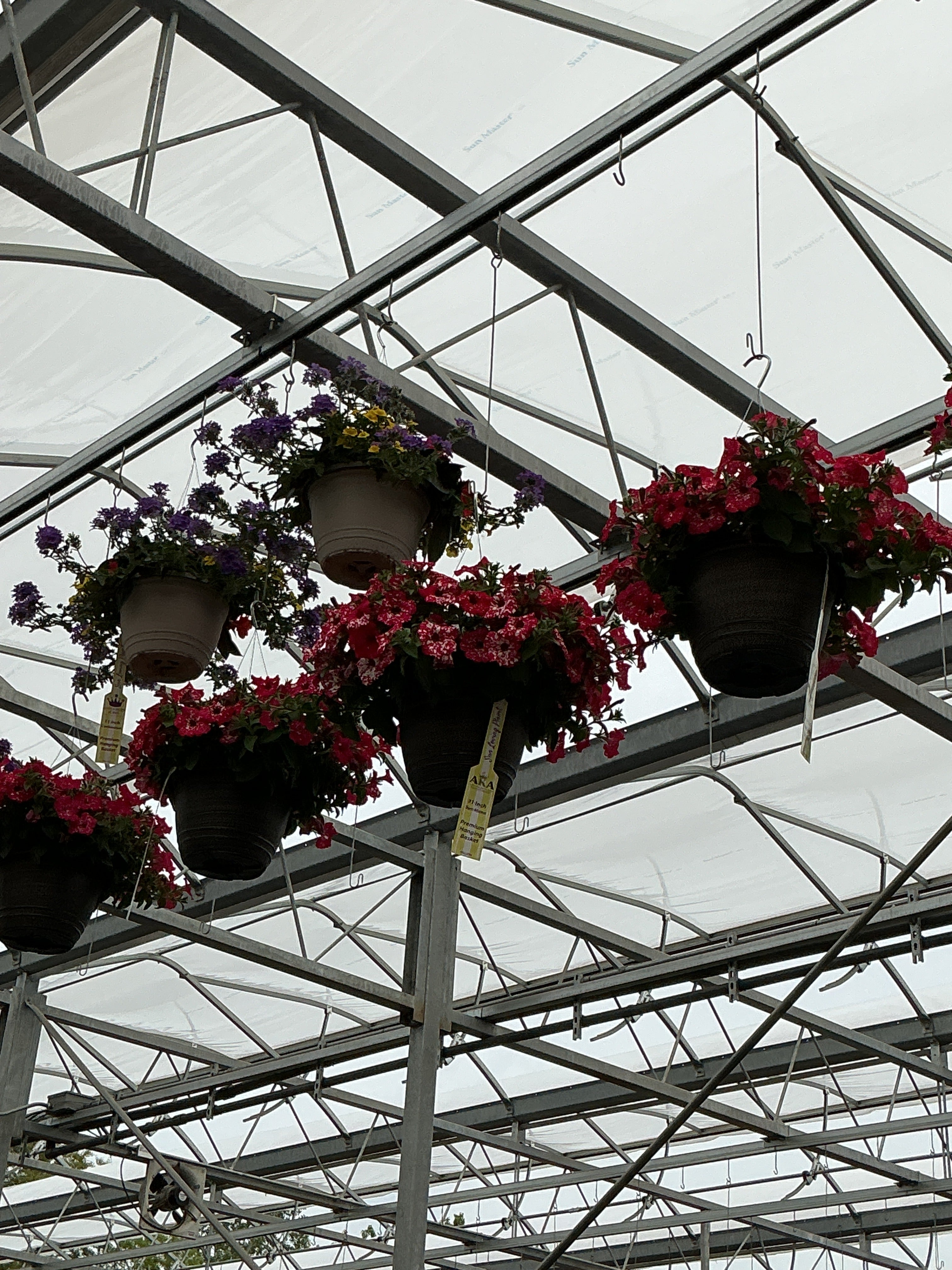Petunia Surprise Sparkle Red - 11" Hanging Basket