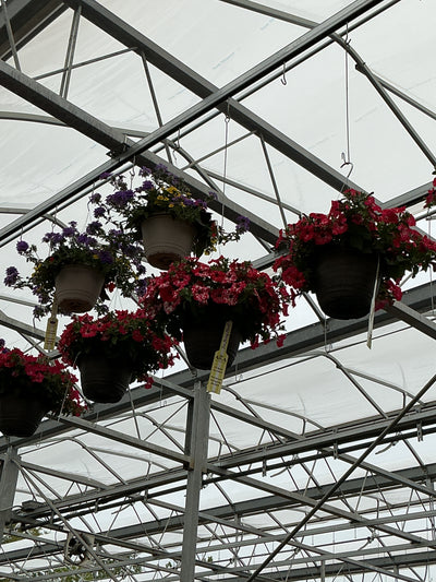 Petunia Surprise Sparkle Red - 11" Hanging Basket