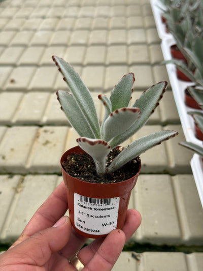 Kalanchoe tomentosa - 2.5" Succulent