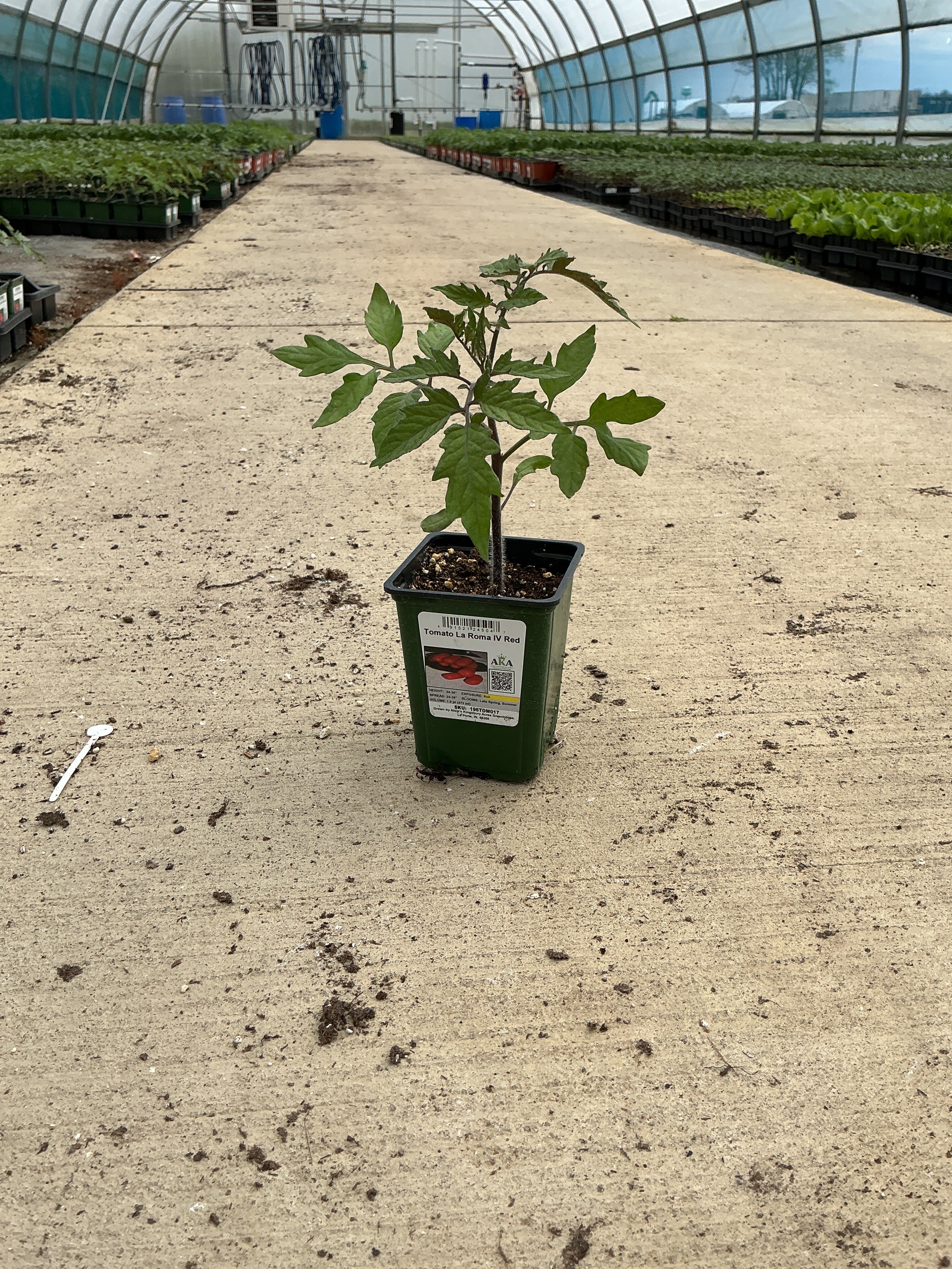 Tomato La Roma IV Red - 4" Potted Vegetable