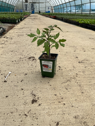 Tomato La Roma IV Red - 4" Potted Vegetable