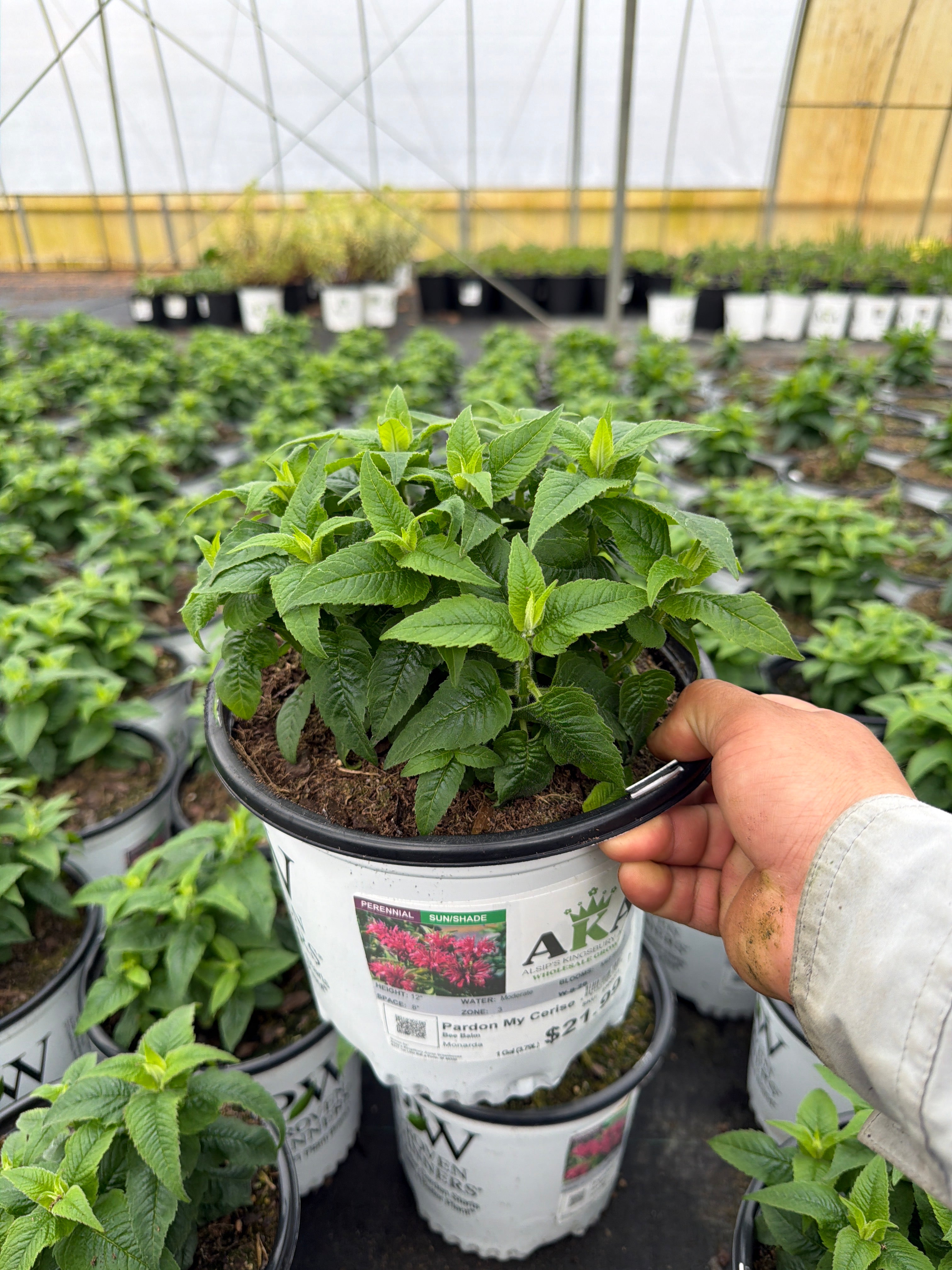 Monarda Bee Balm Pardon My Cerise