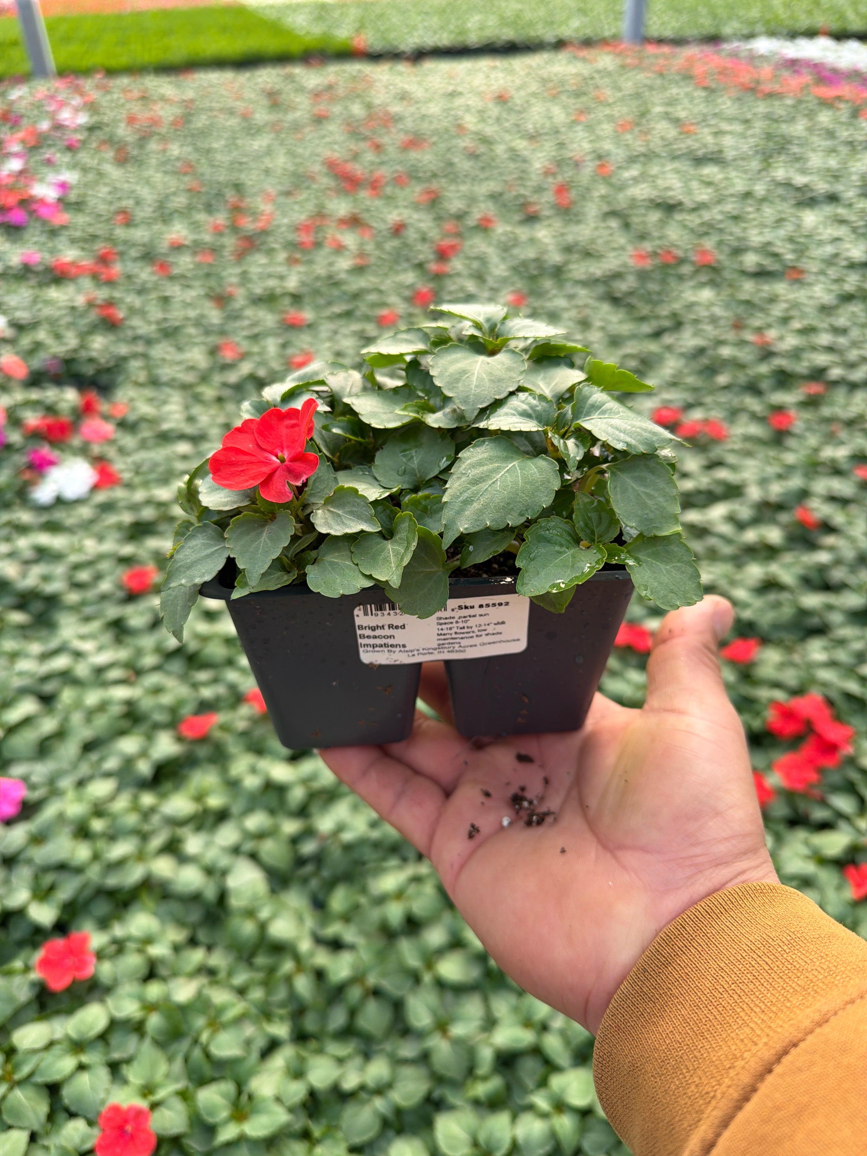 Impatiens Beacon Bright Red - 4 Pack Annual