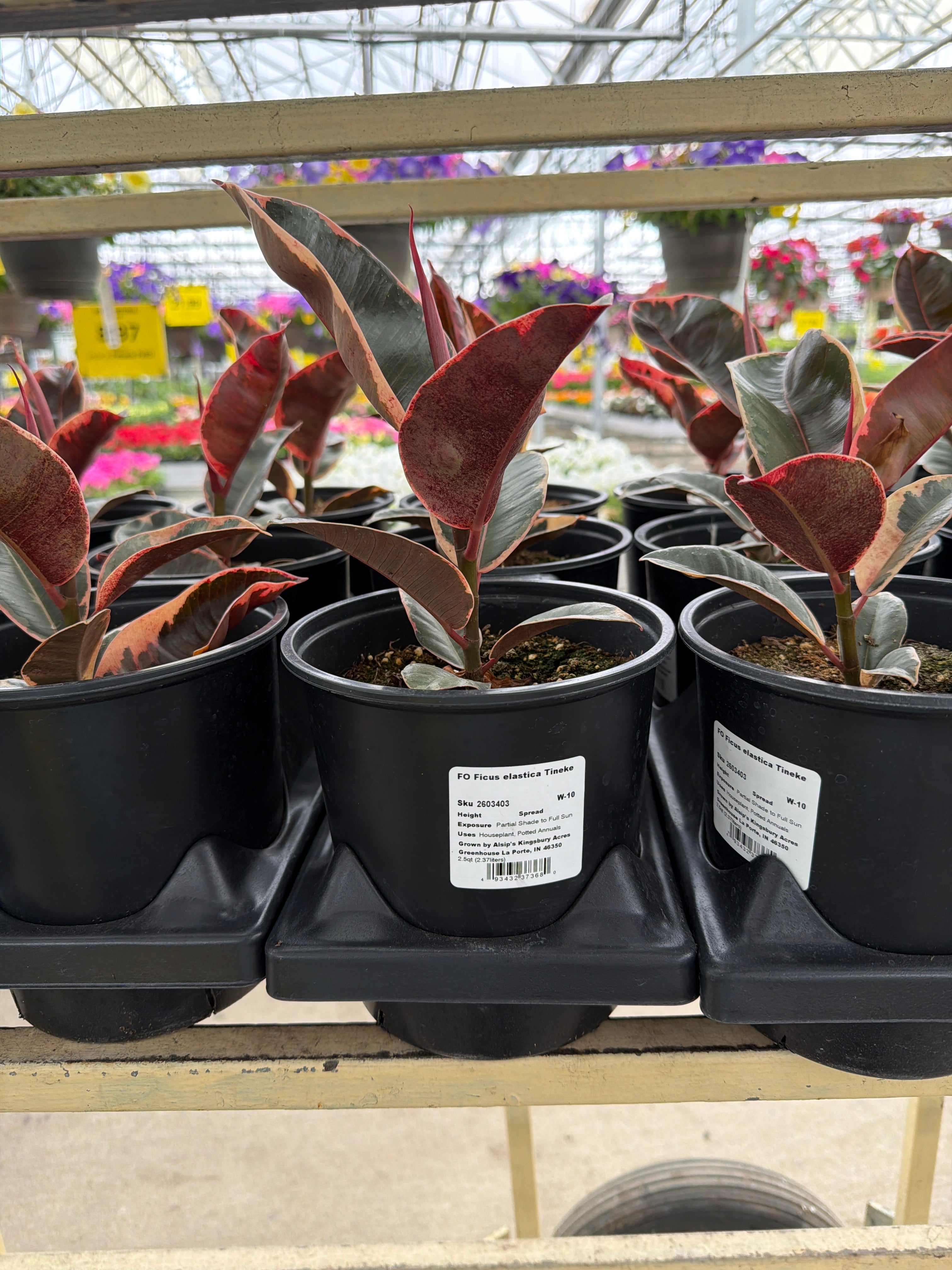 FO Ficus elastica Tineke