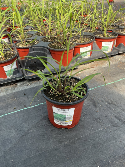 Lemongrass - 4.33" Potted Herb
