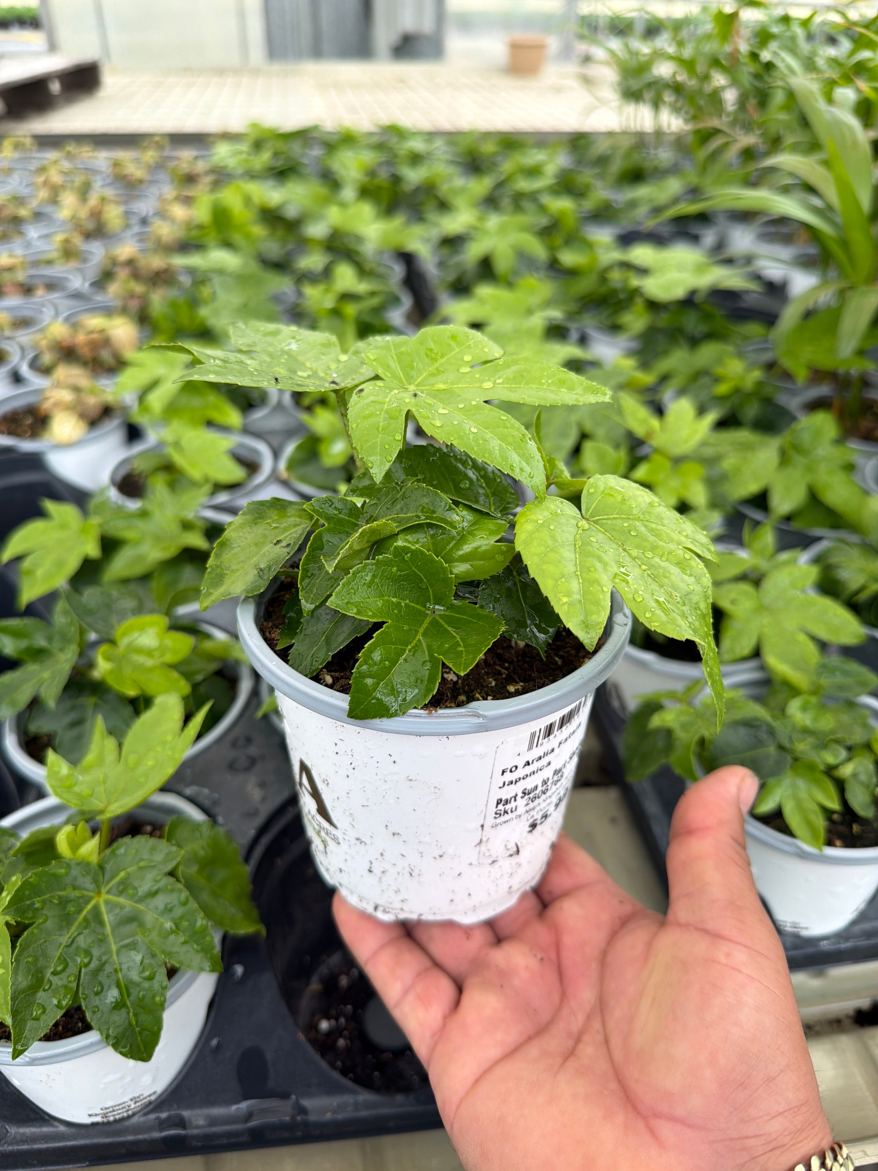 Japanese Aralia - Fatsia japonica - 4" Pot