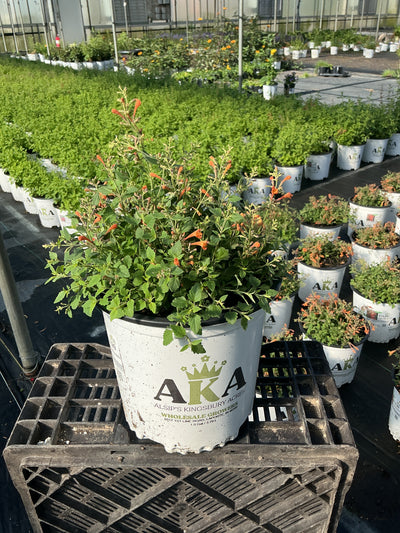 Agastache Hyssop Kudos Mandarin