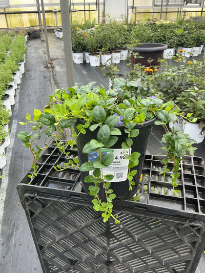 Vinca Common Periwinkle Bowles - 6" Perennial
