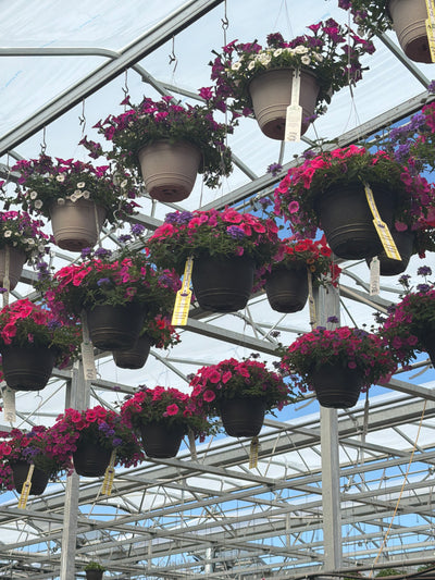 127 Rose Everyday - 11" Hanging Basket