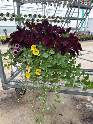 502 Royalty - 14" Coco Hanging Basket