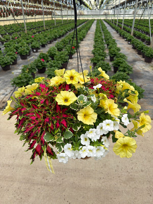 405 Down Town Vegas - 12" Coco Hanging Basket