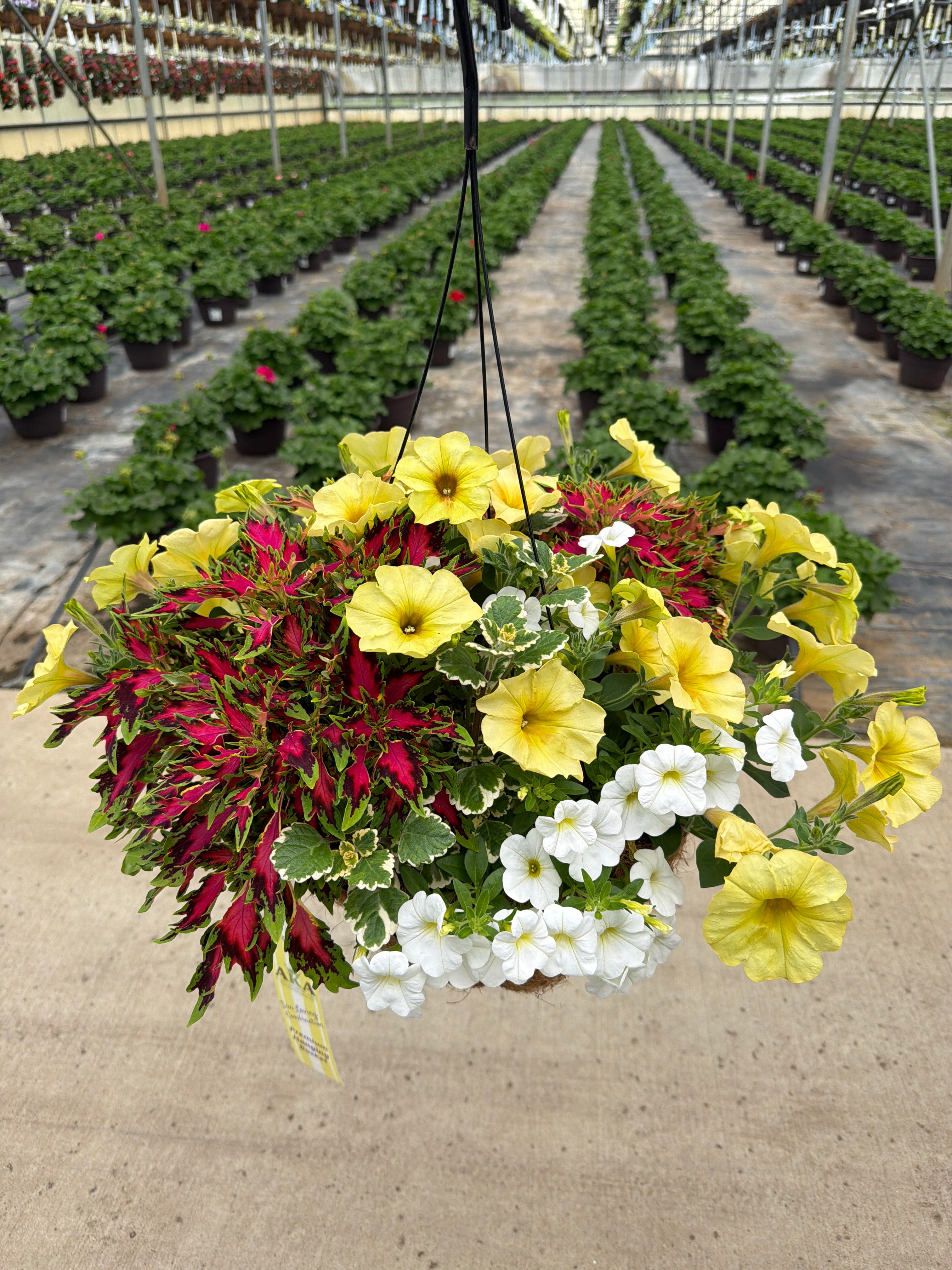 405 Down Town Vegas - 12" Coco Hanging Basket