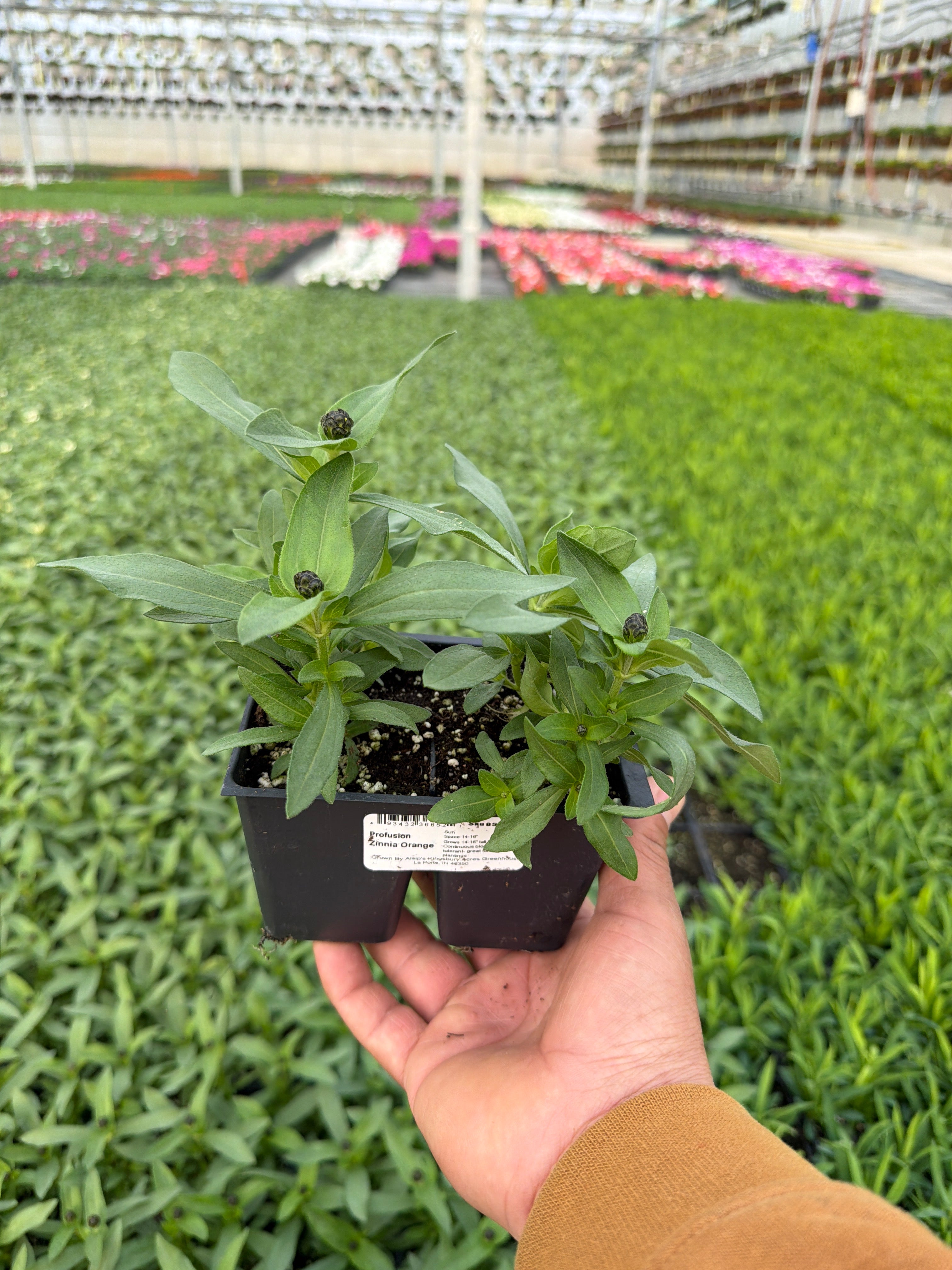 Zinnia Profusion Orange - 4 Pack Annual