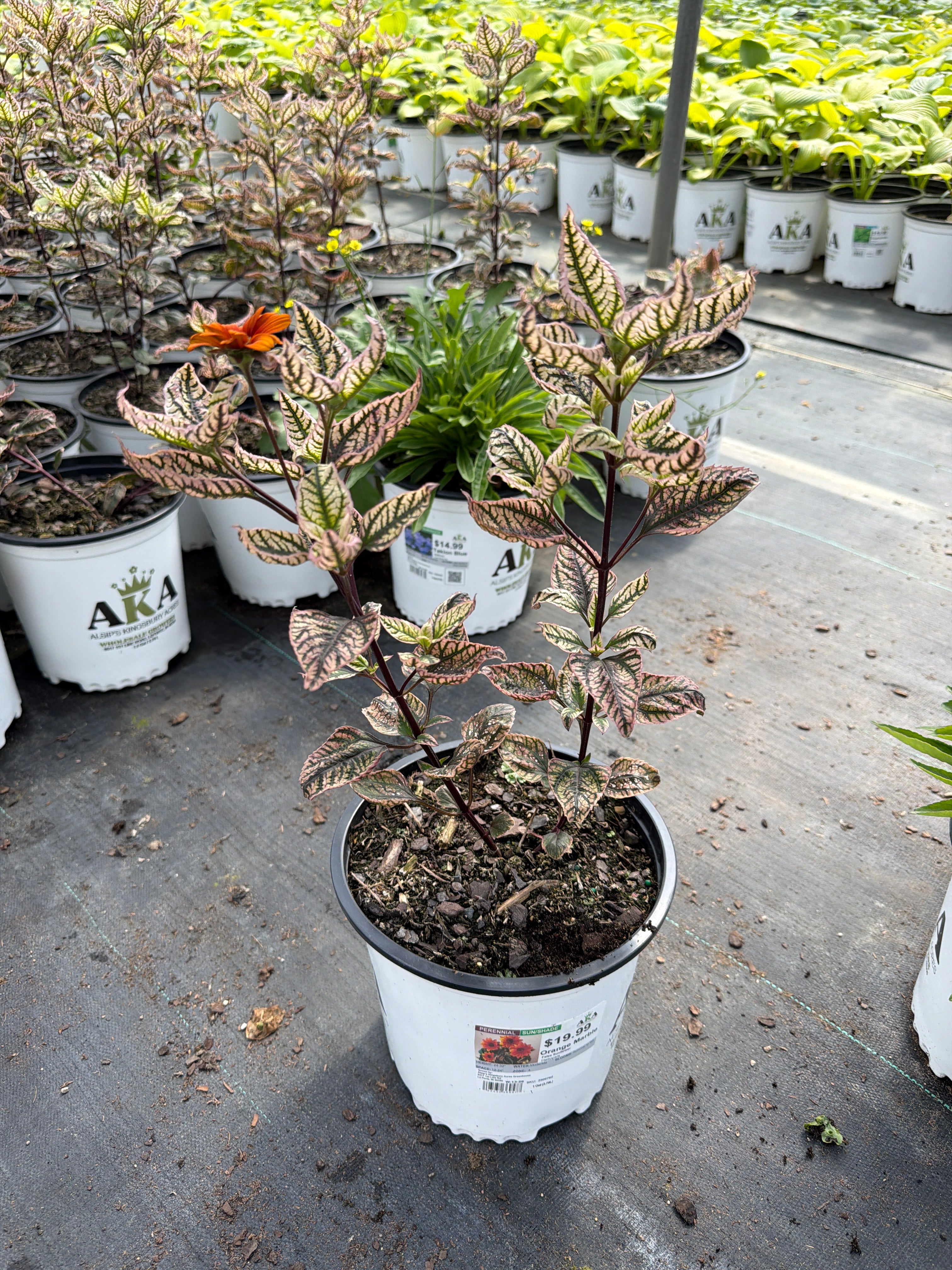Heliopsis False Sunflower Orange Marble