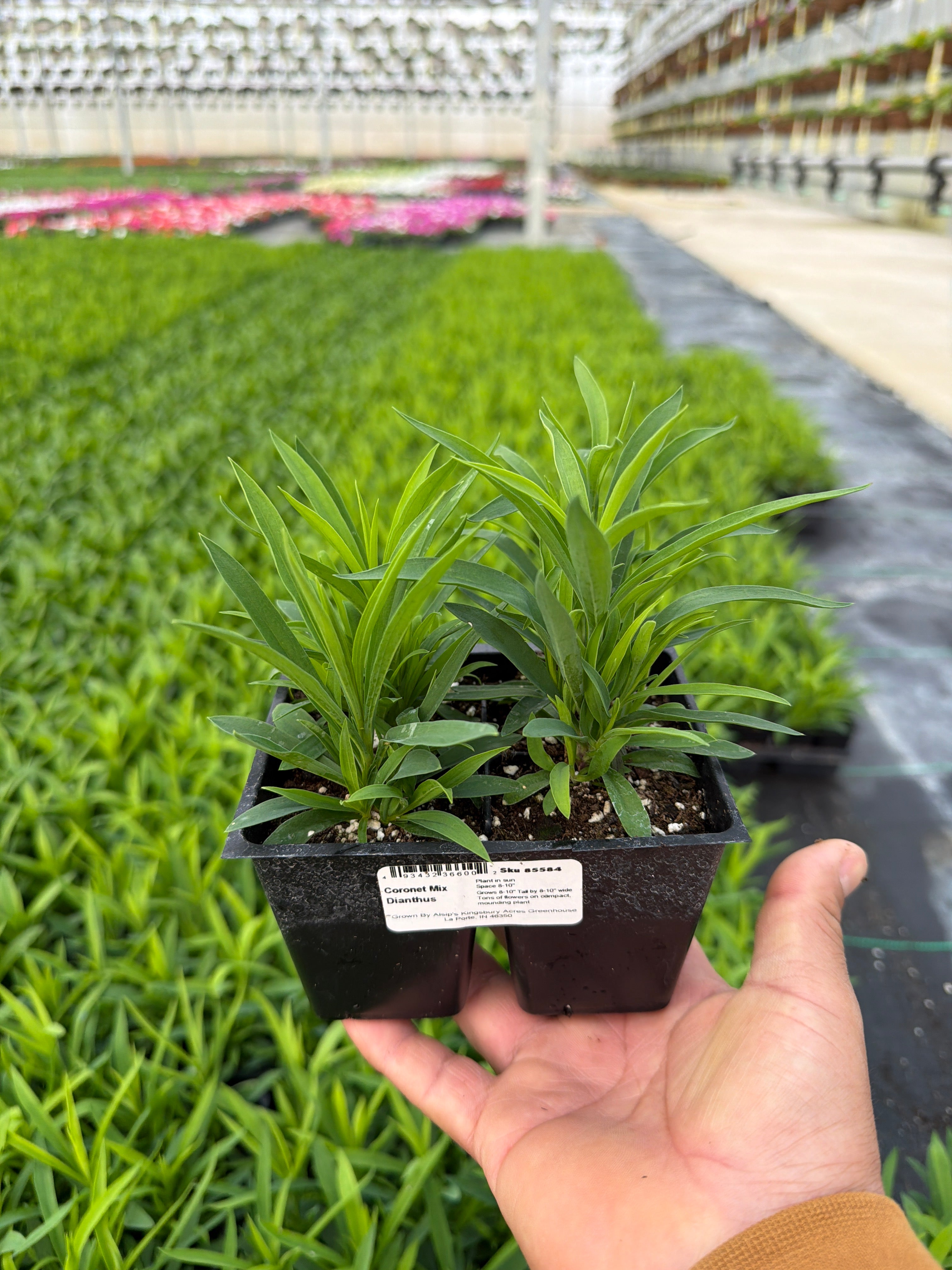 Dianthus Coronet Mix - 4 Pack Annual