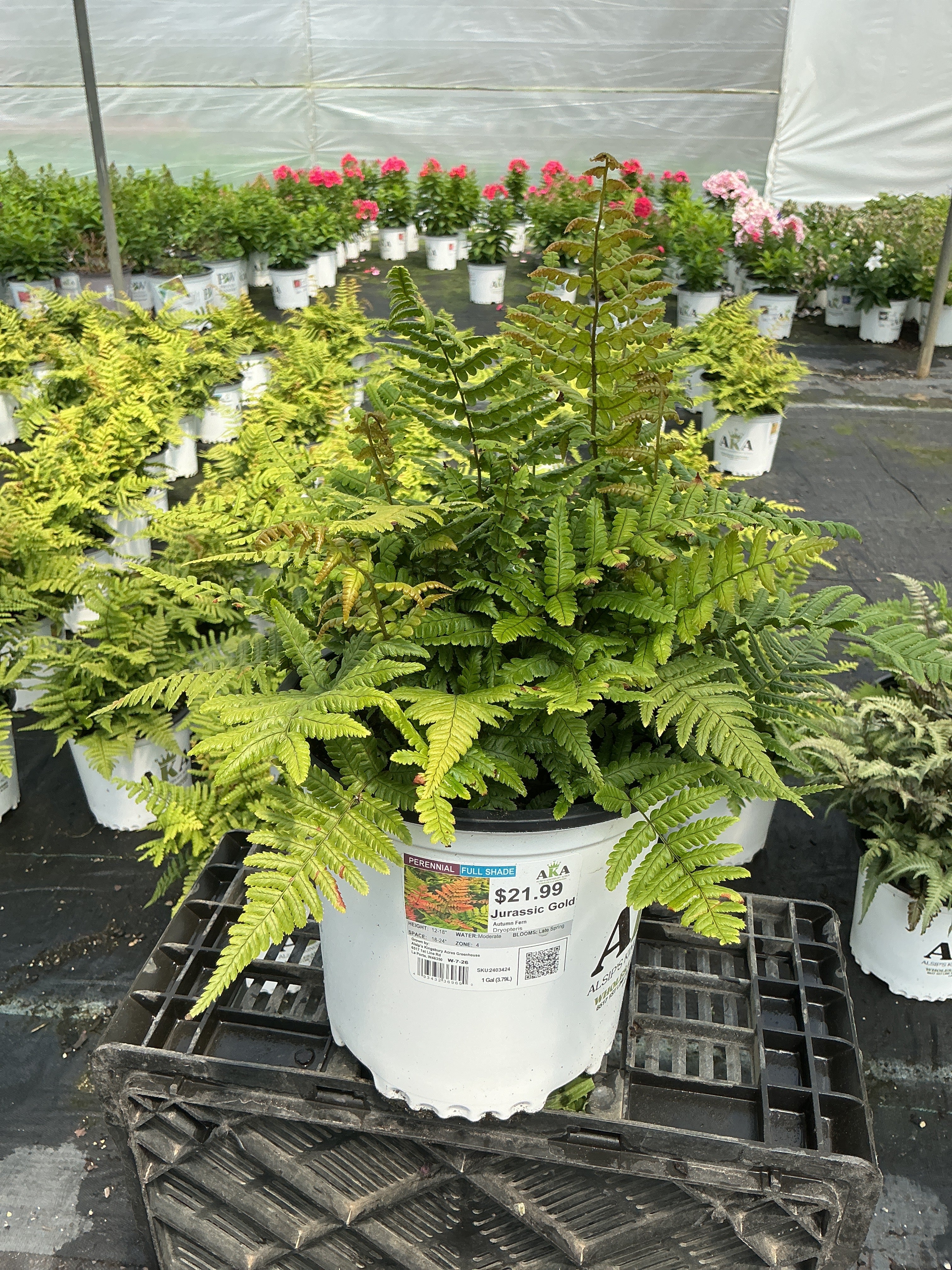 Dryopteris Autumn Fern Jurassic Gold