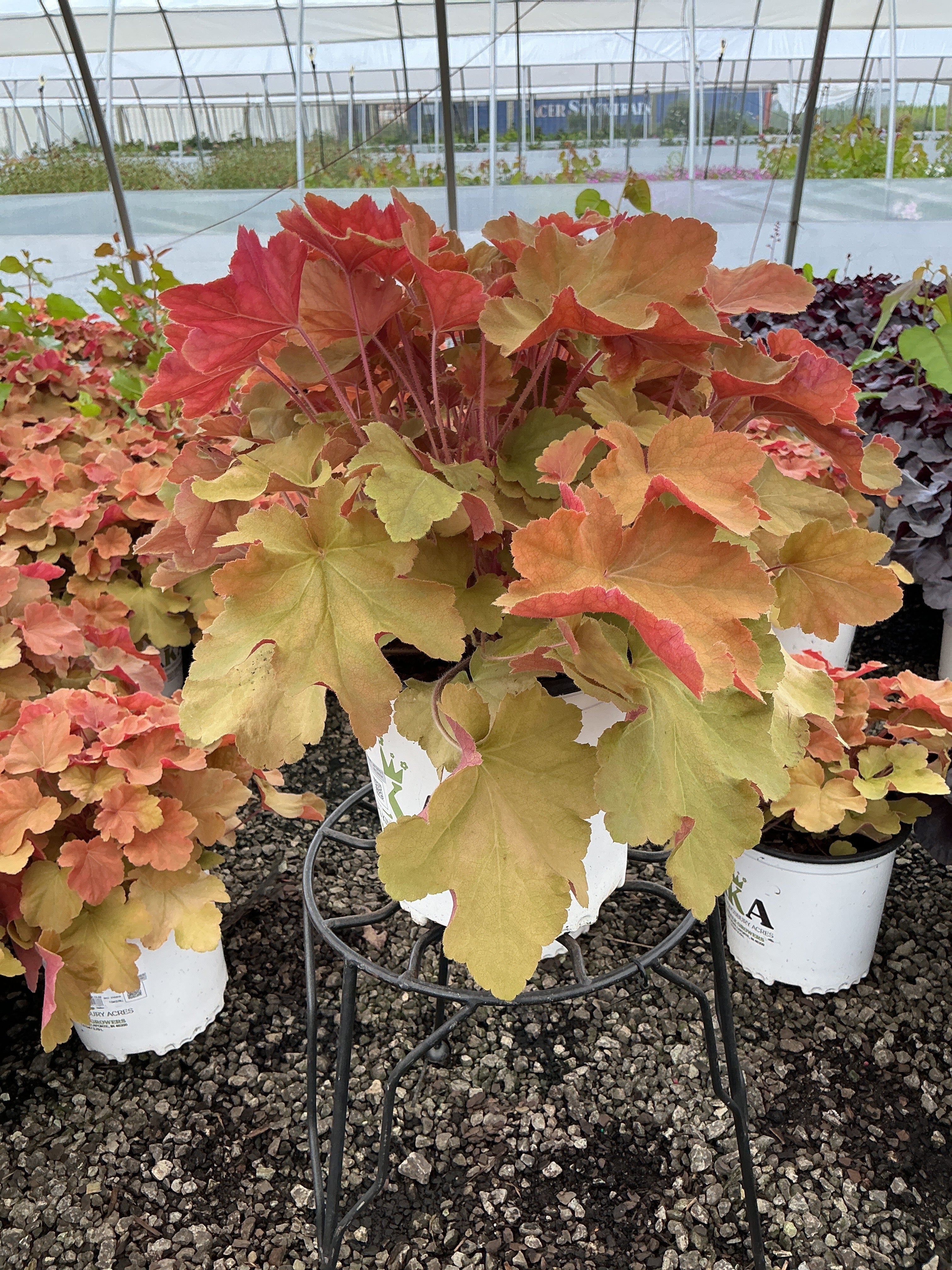 Heuchera Coral Bell Caramel