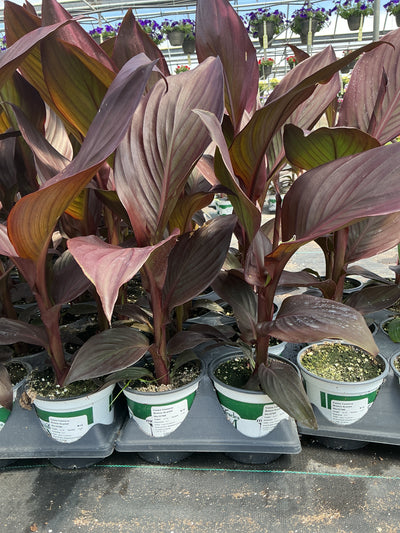 Canna Cannova Bronze Scarlet - 5" Premium Thriller Annual