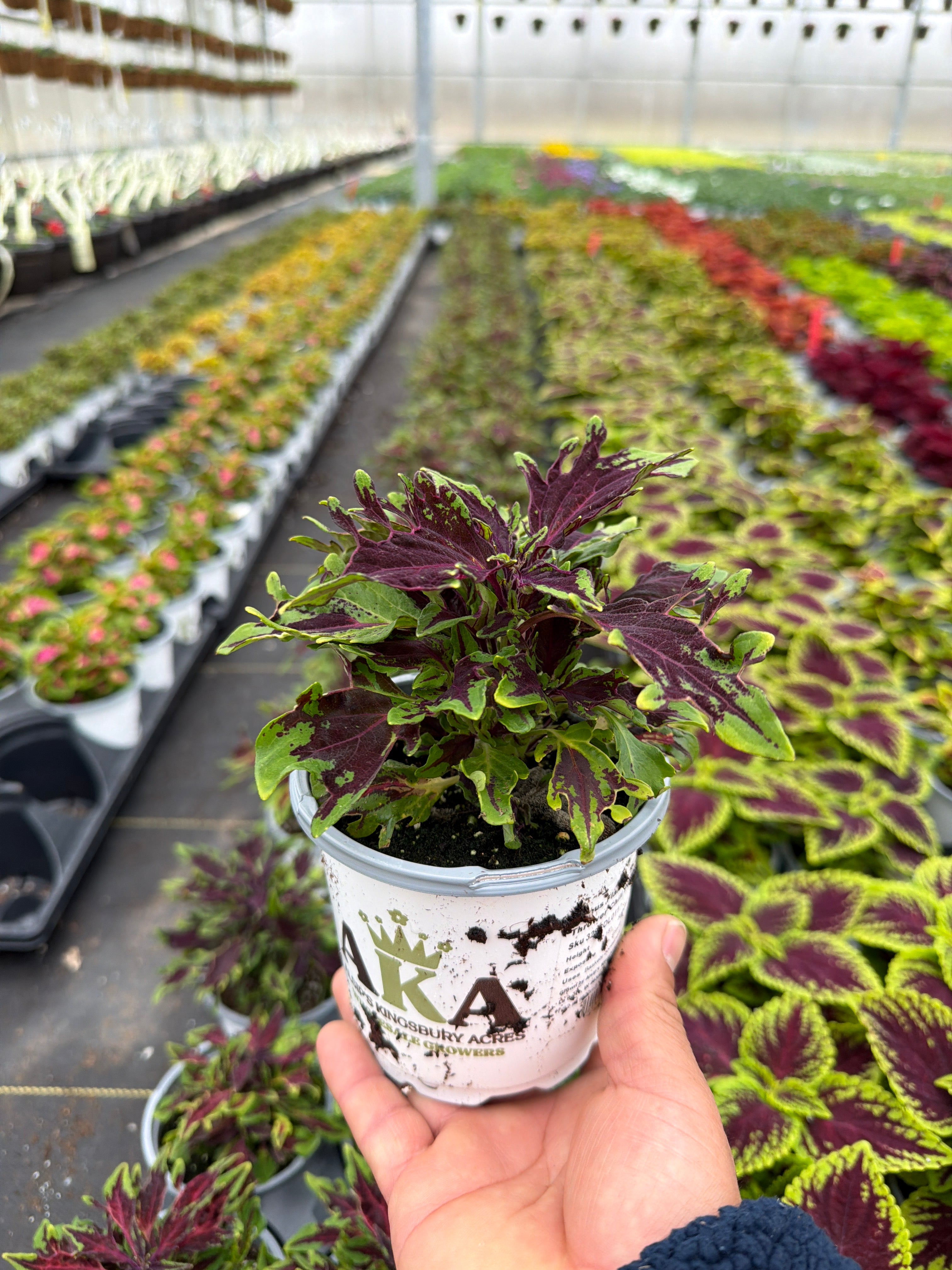 Coleus Chili Pepper - 4.33" Premium Annual