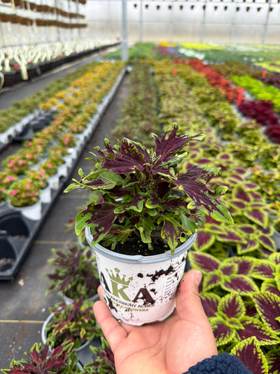 Coleus Chili Pepper - 4.33" Premium Annual