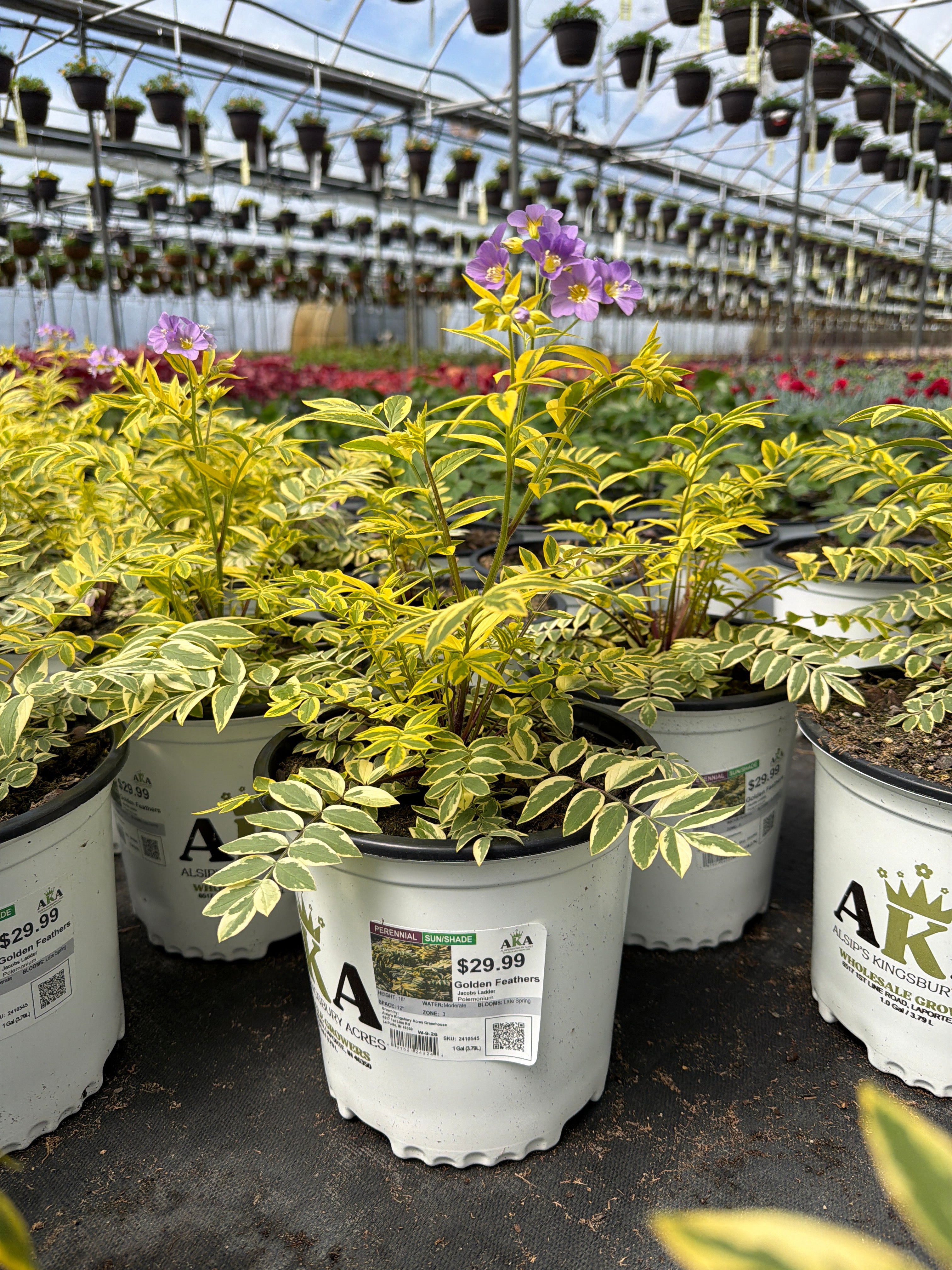 Polemonium Jacobs Ladder Golden Feathers