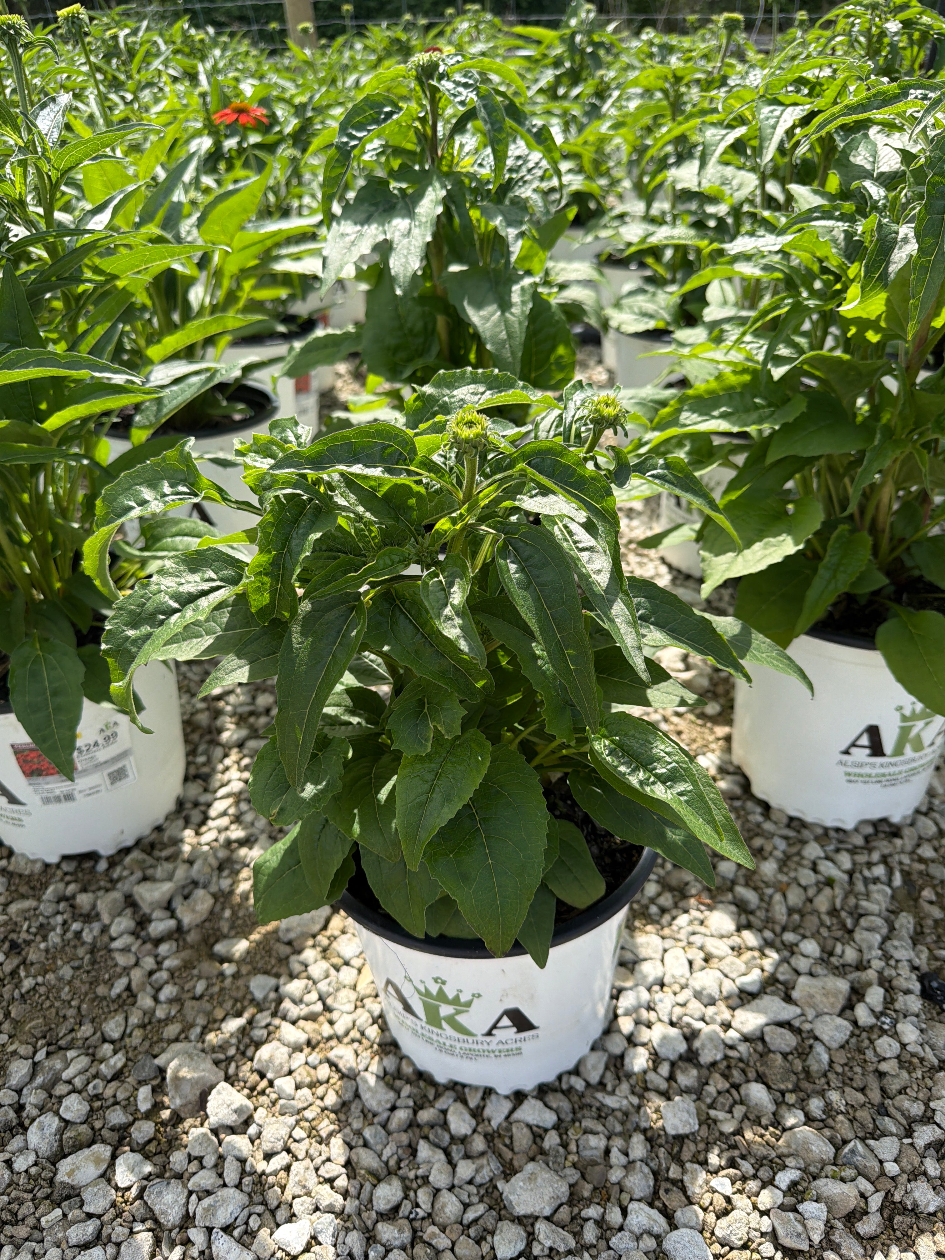 Echinacea Coneflower Prarie Blaze Vintage Lime