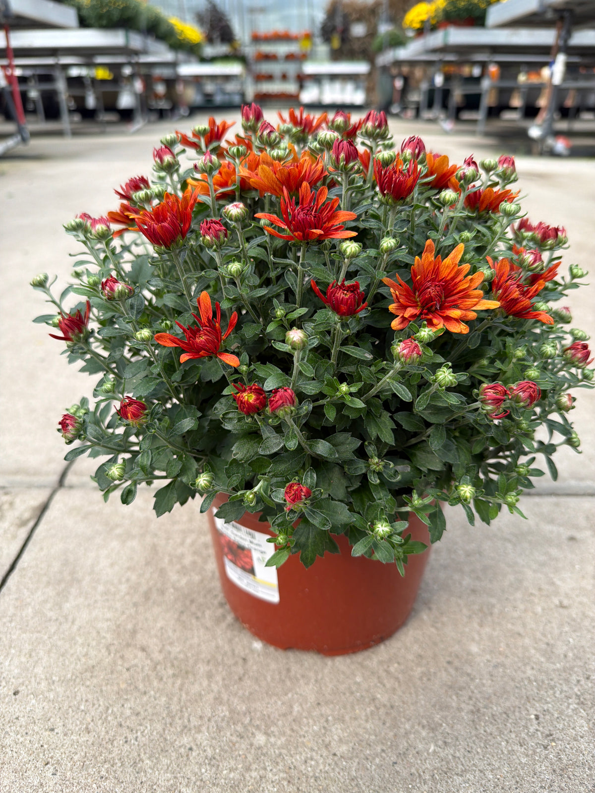 Kickin Spicy Orange - 8"x5" Potted Garden Mum