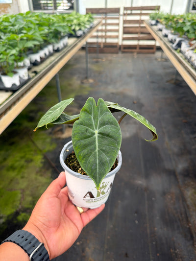 Alocasia Pink Princess - Alocasia baginda - 4" Pot