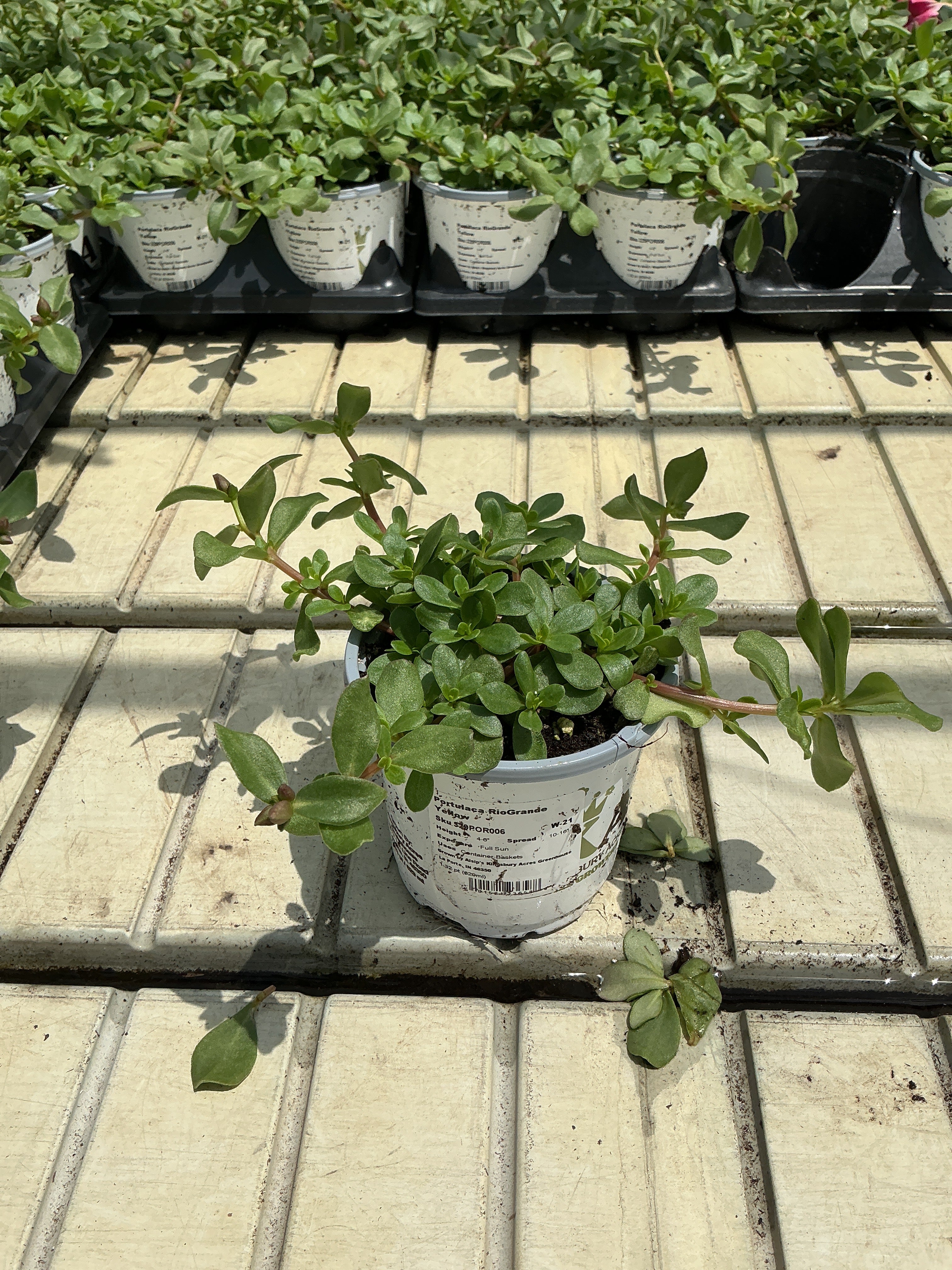 Purslane RioGrande Yellow - 4.33" Premium Annual
