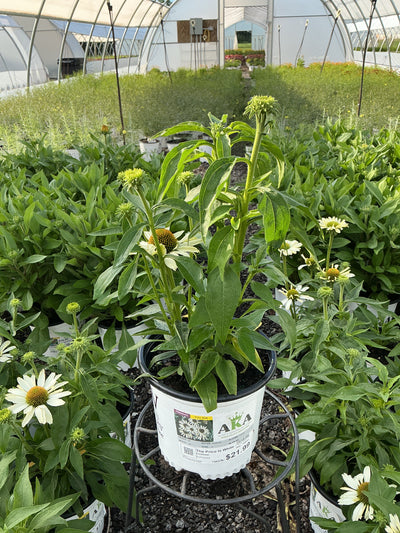 Echinacea Coneflower Color Coded The Price Is White