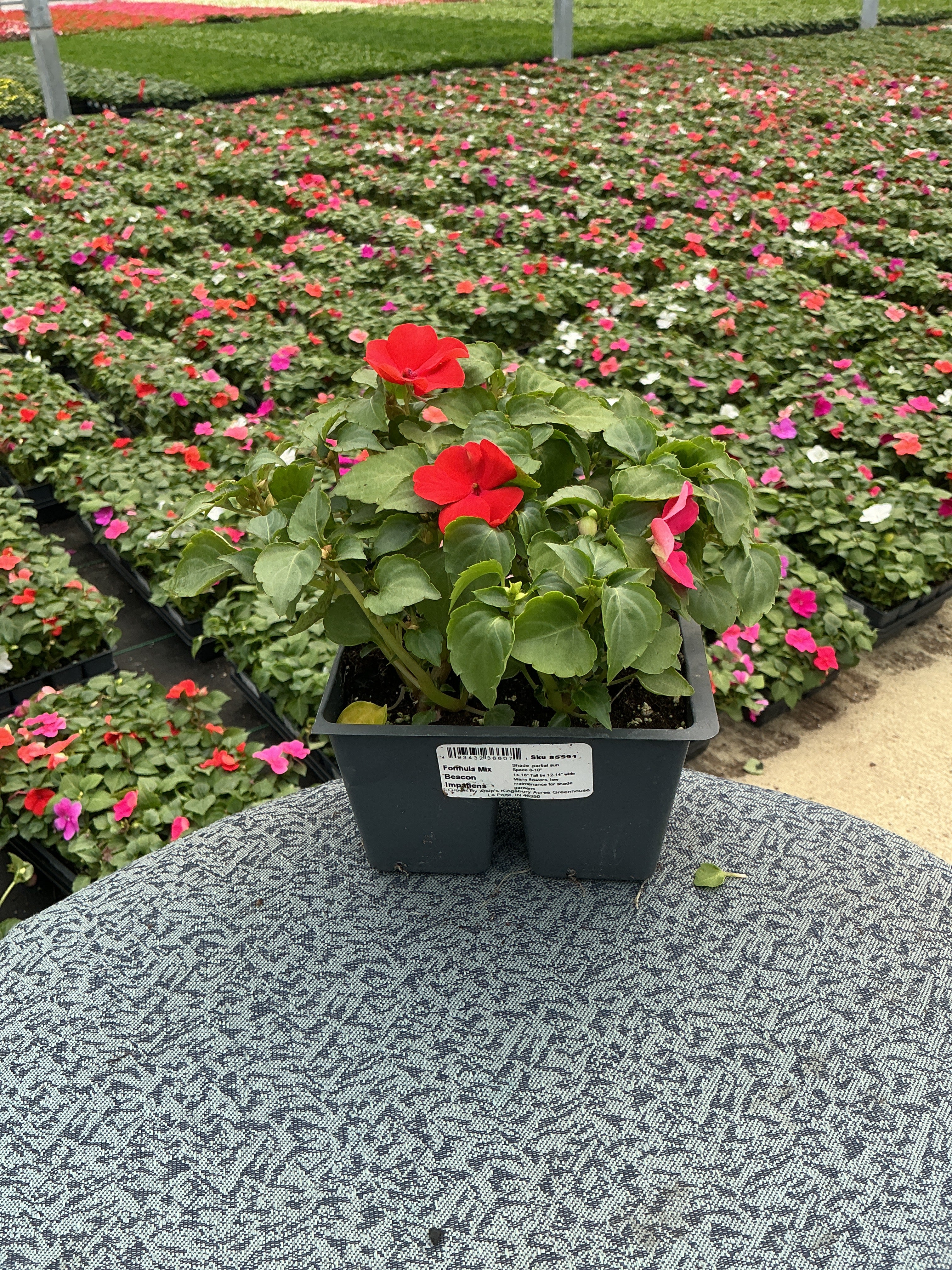 Impatiens Beacon Formula Mix - 4 Pack Annual