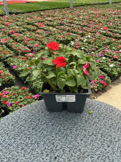 Impatiens Beacon Formula Mix - 4 Pack Annual