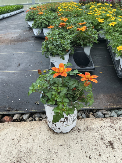 Bidens Bee Happy Orange - 4.33" Premium Annual